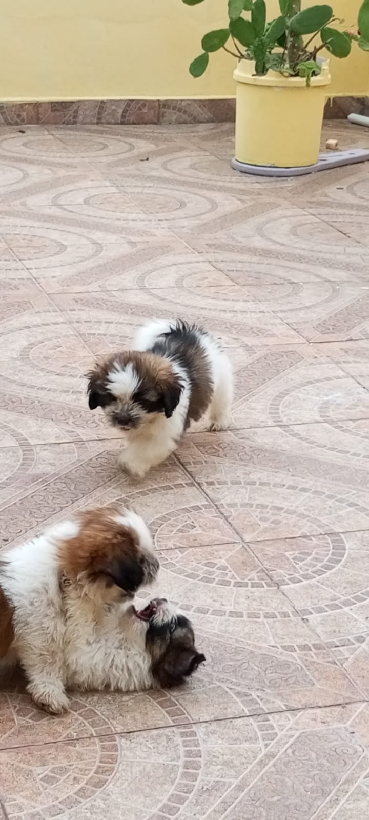 animales y mascotas - Cachorros Shipoo 3