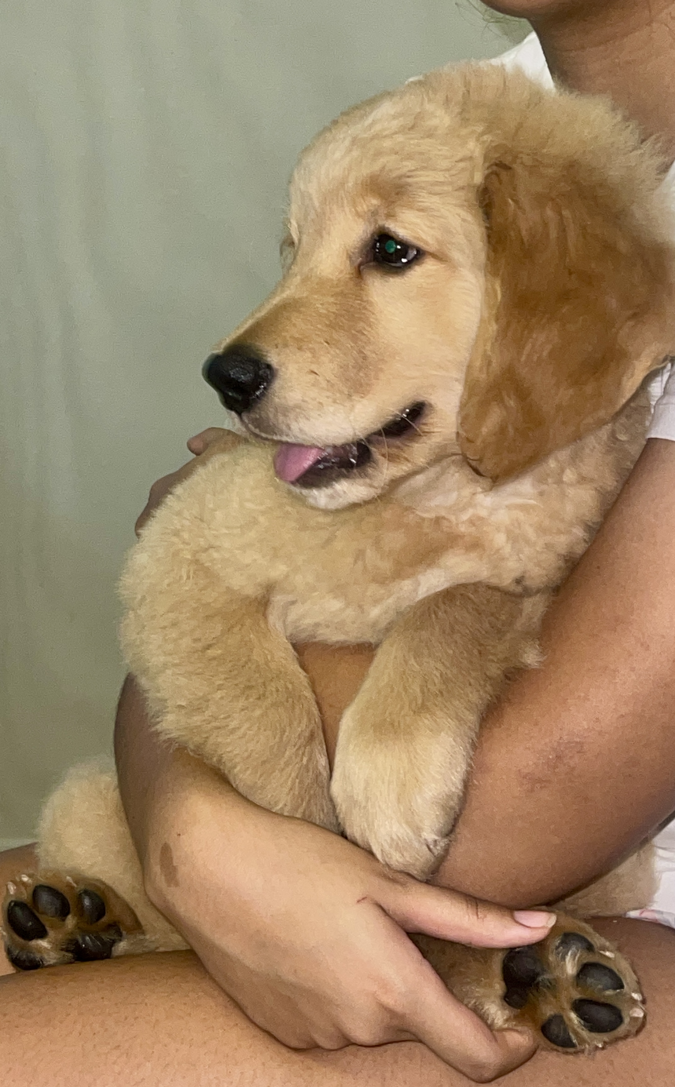animales y mascotas - Cachorrro Golden Retriever  2
