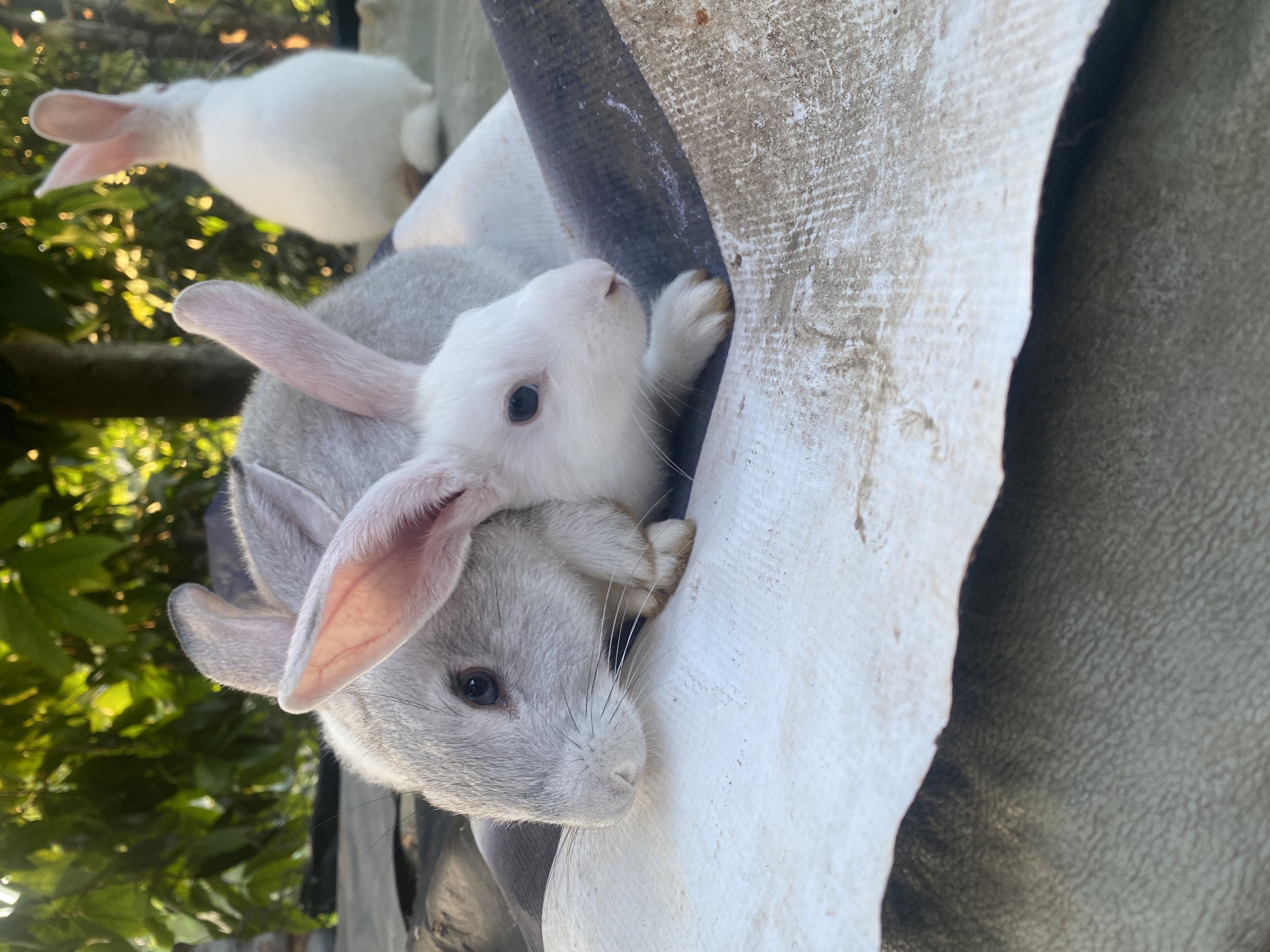 animales y mascotas - venta de conejos 5
