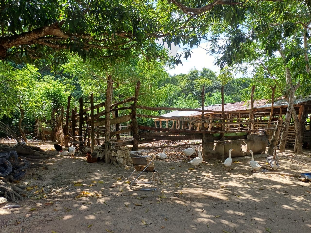 solares y terrenos - Venta de Finca en Gima, Fantino – Provincia Sánchez Ramírez 5