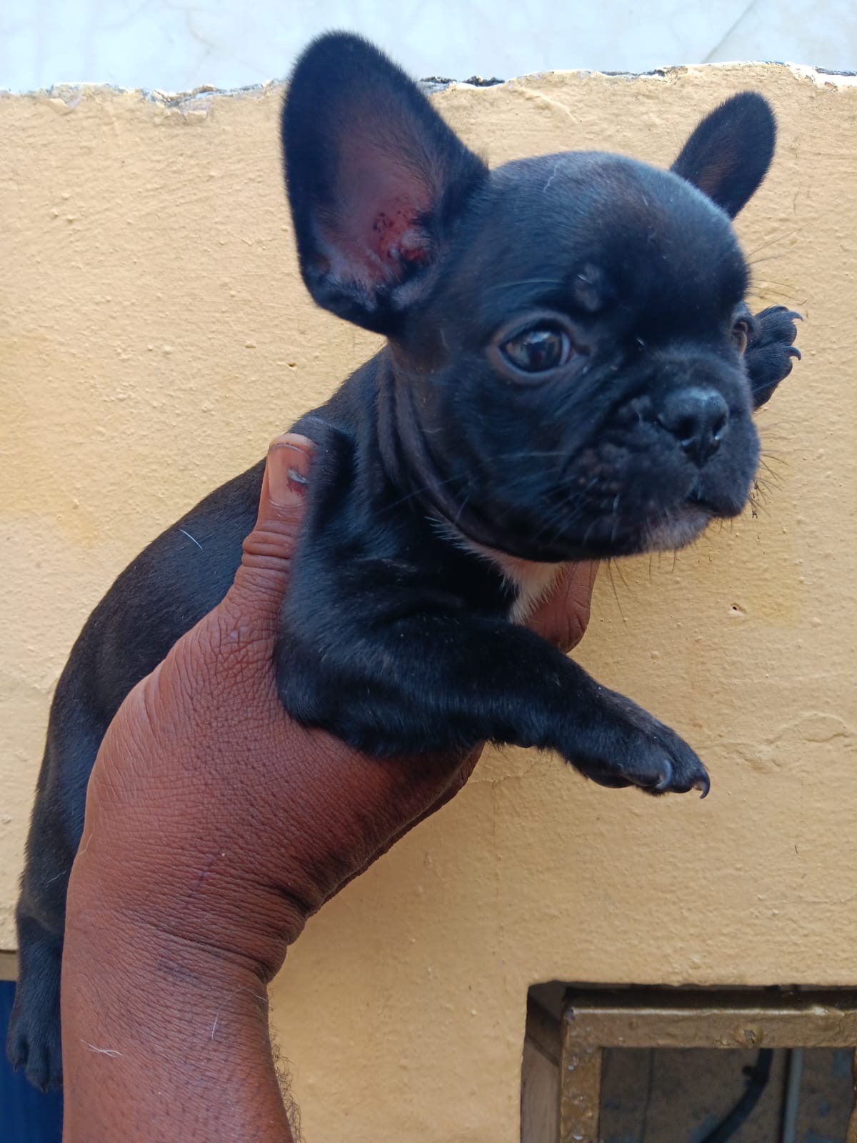 animales y mascotas - Bulldog francés  0