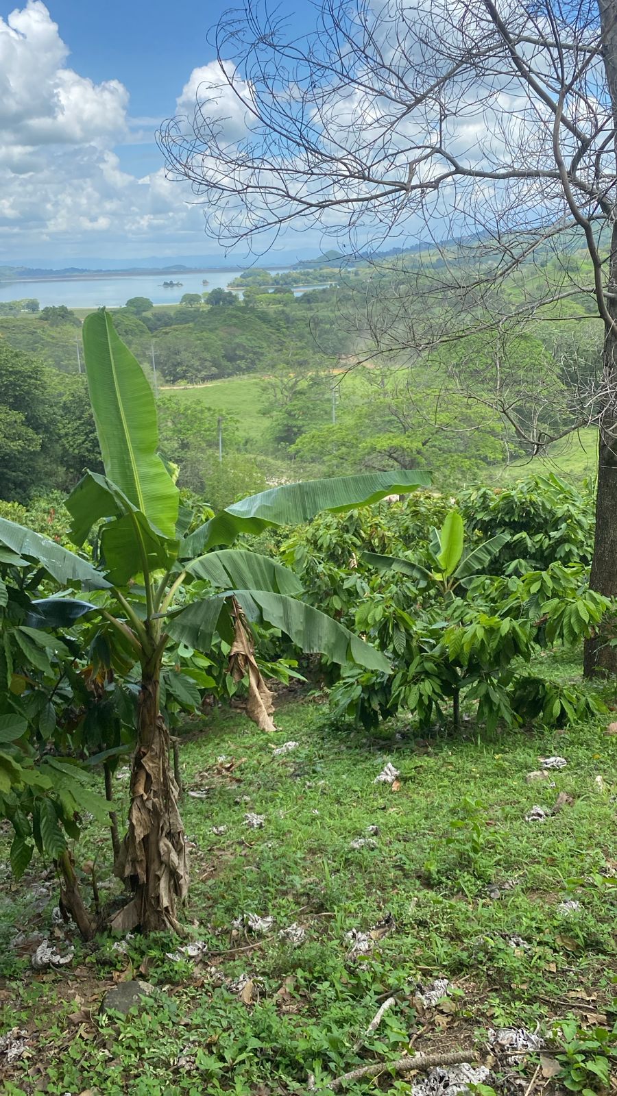 solares y terrenos - Finca En Venta En Cotuí – 72 Tareas Sembradas De Cacao Y Frutales 1