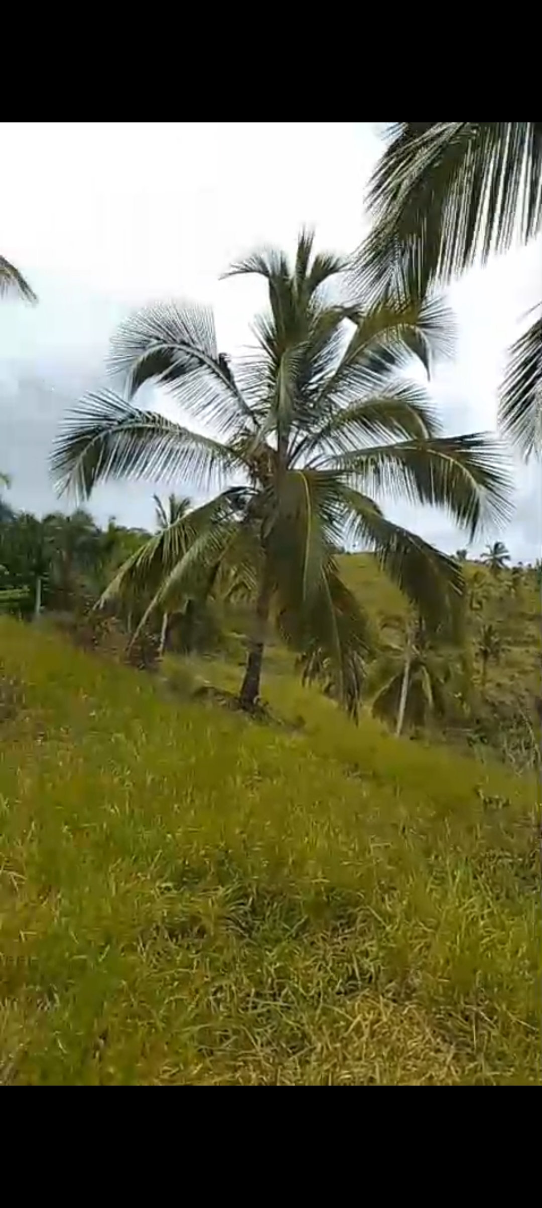 solares y terrenos - Se vende finca de coco 5