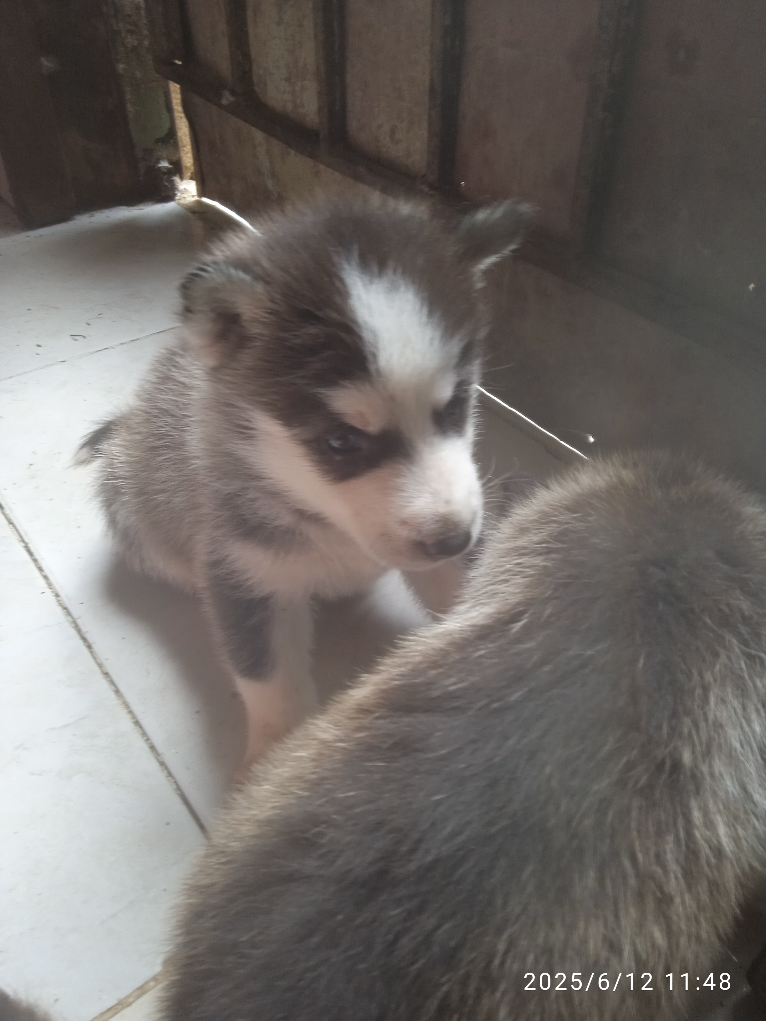 animales y mascotas - Cachorro Husky siberiano  5