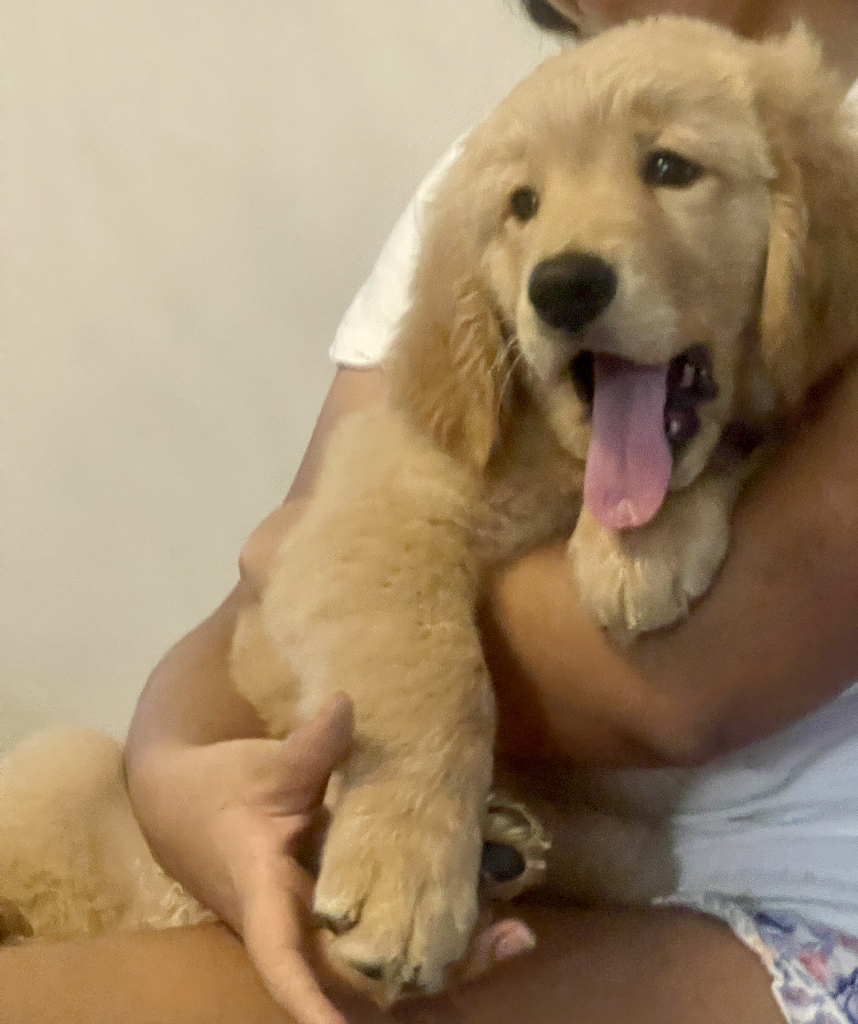 animales y mascotas - Cachorrro Golden Retriever  3