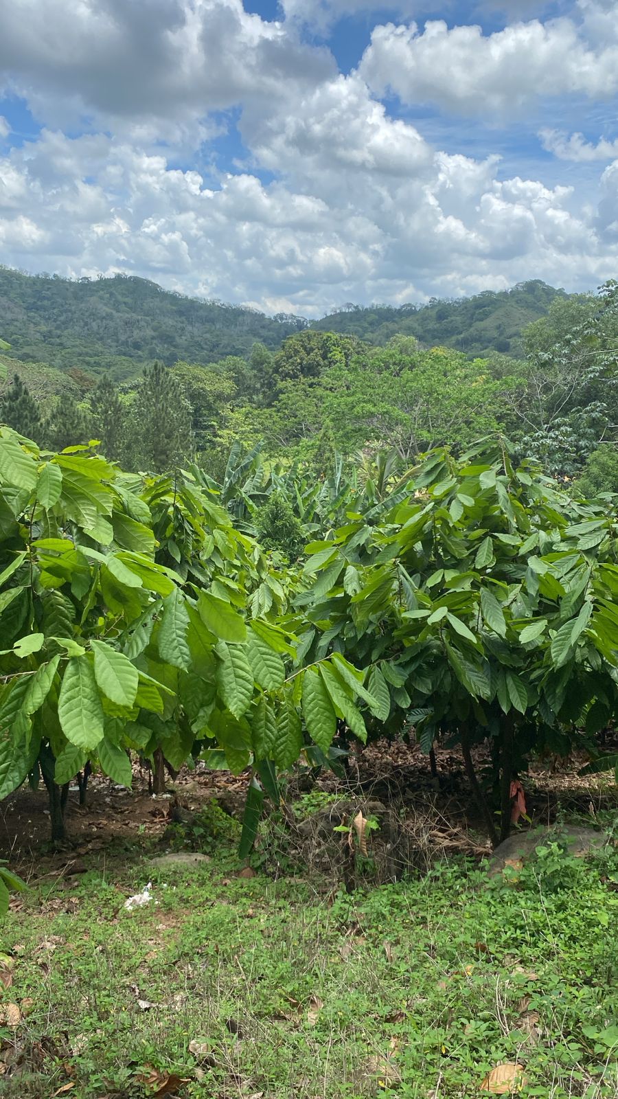 solares y terrenos - Finca En Venta En Cotuí – 72 Tareas Sembradas De Cacao Y Frutales 2