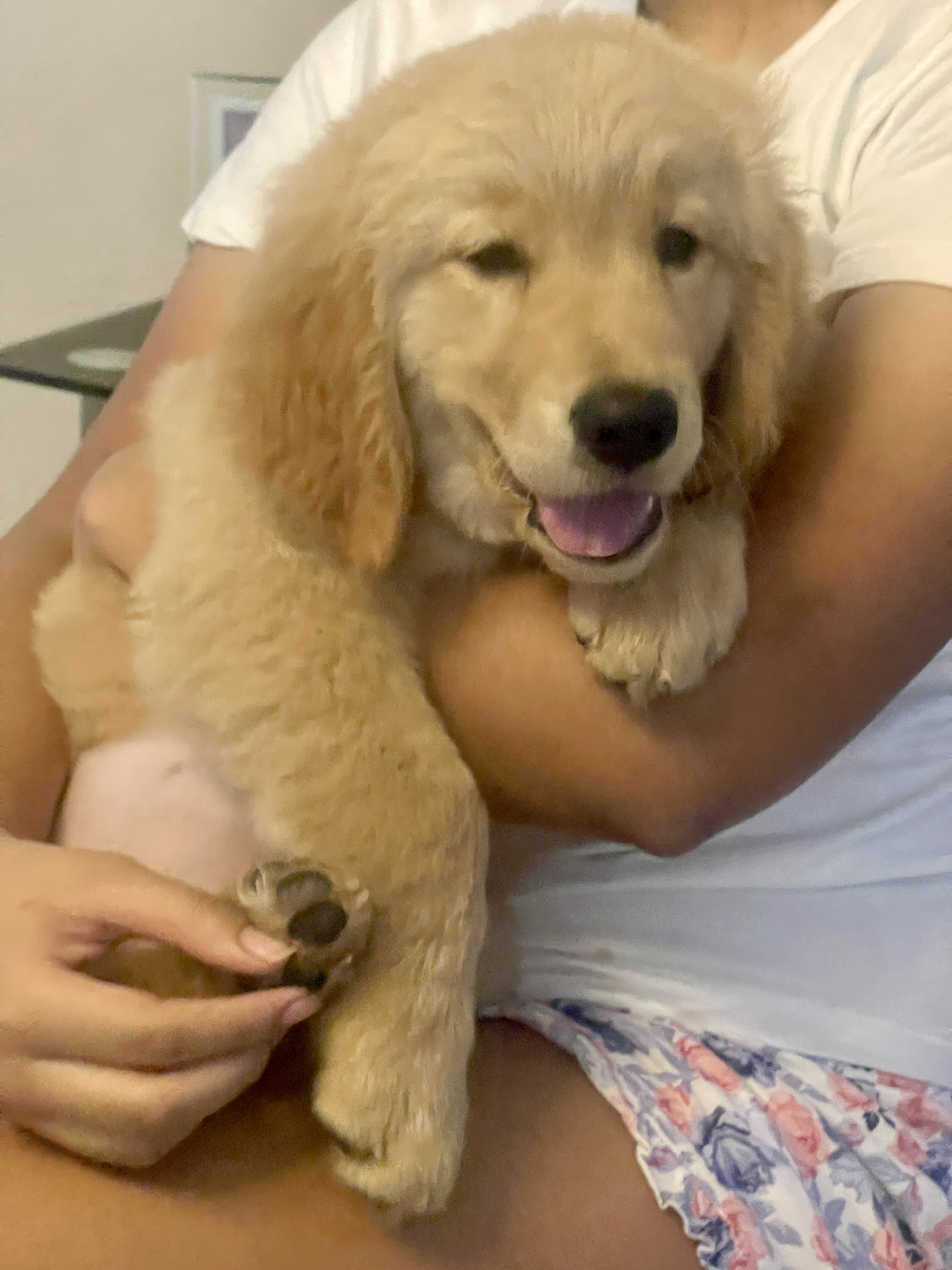 animales y mascotas - Cachorrro Golden Retriever  4