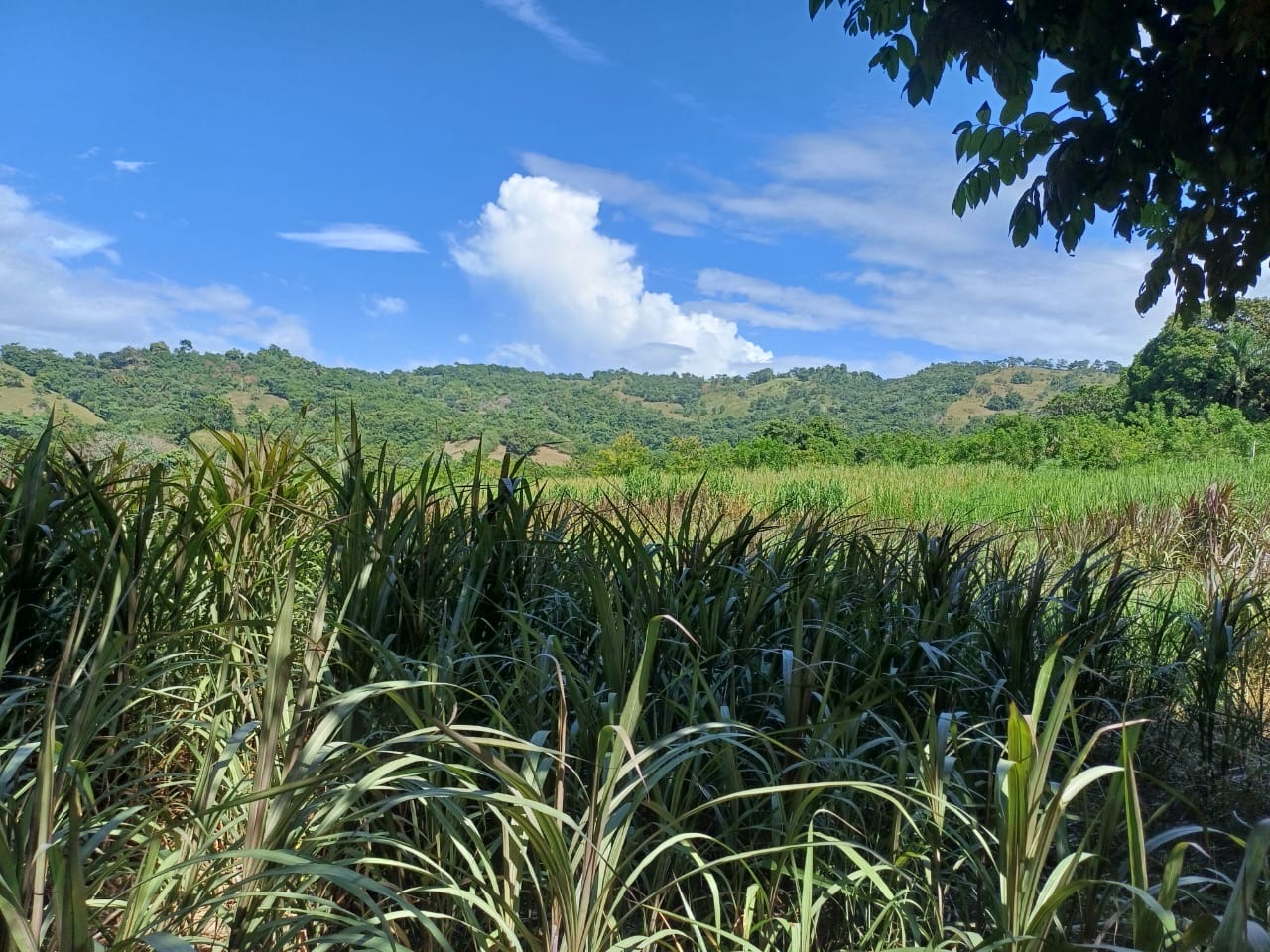 solares y terrenos - Venta de Finca en Gima, Fantino – Provincia Sánchez Ramírez 7
