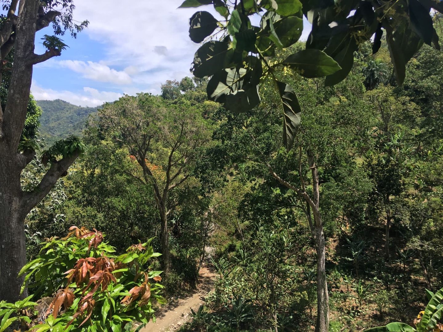 solares y terrenos -  finca de aguacate en Cambita San Cristobal de 201 tarea ,agua dentro  3