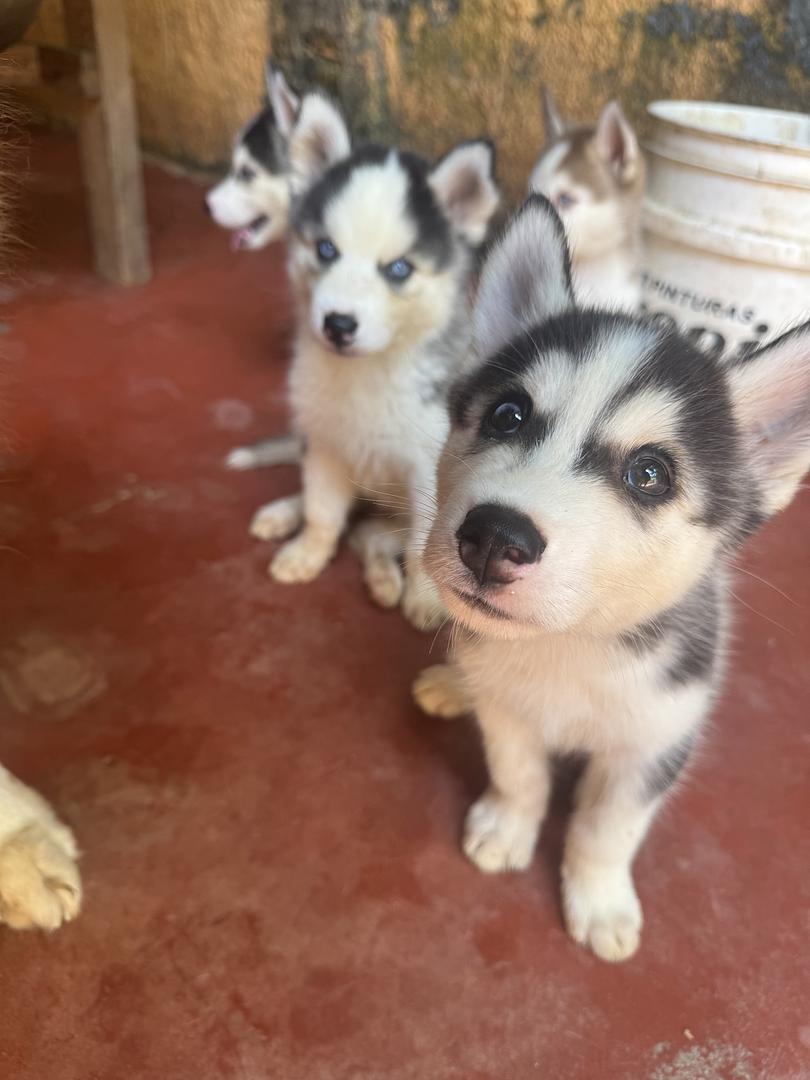 animales y mascotas - husky en ventas 3 meses de nacidos, vacunados 0