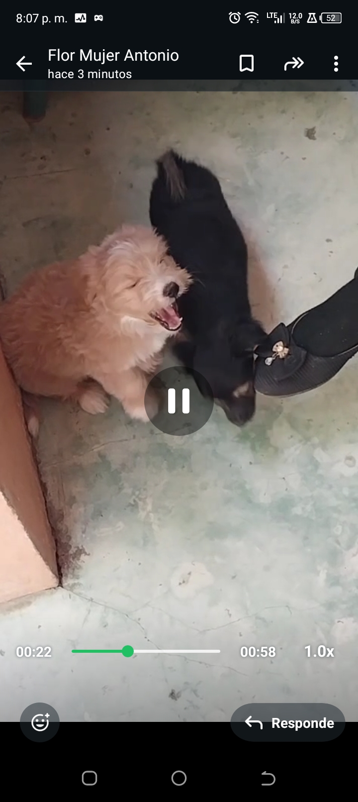 animales y mascotas - Cachorro peludo 3