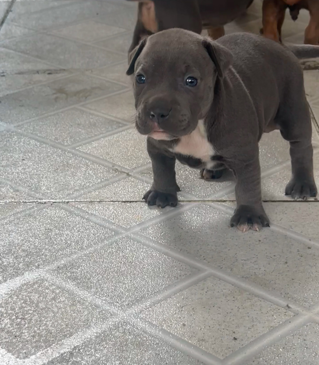 animales y mascotas - cama pitbull