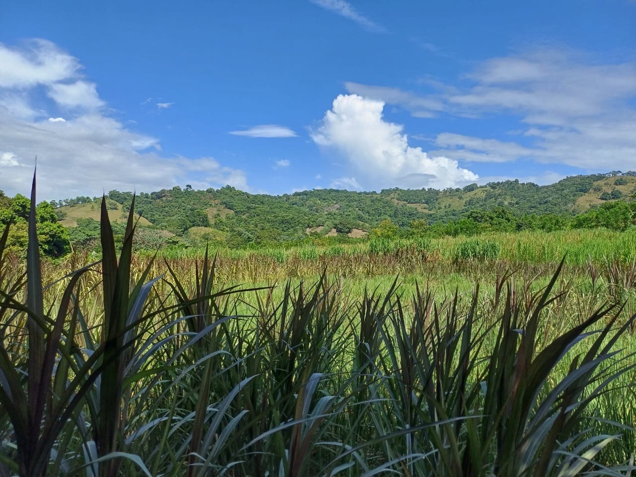 solares y terrenos - Venta de Finca en Gima, Fantino – Provincia Sánchez Ramírez 8