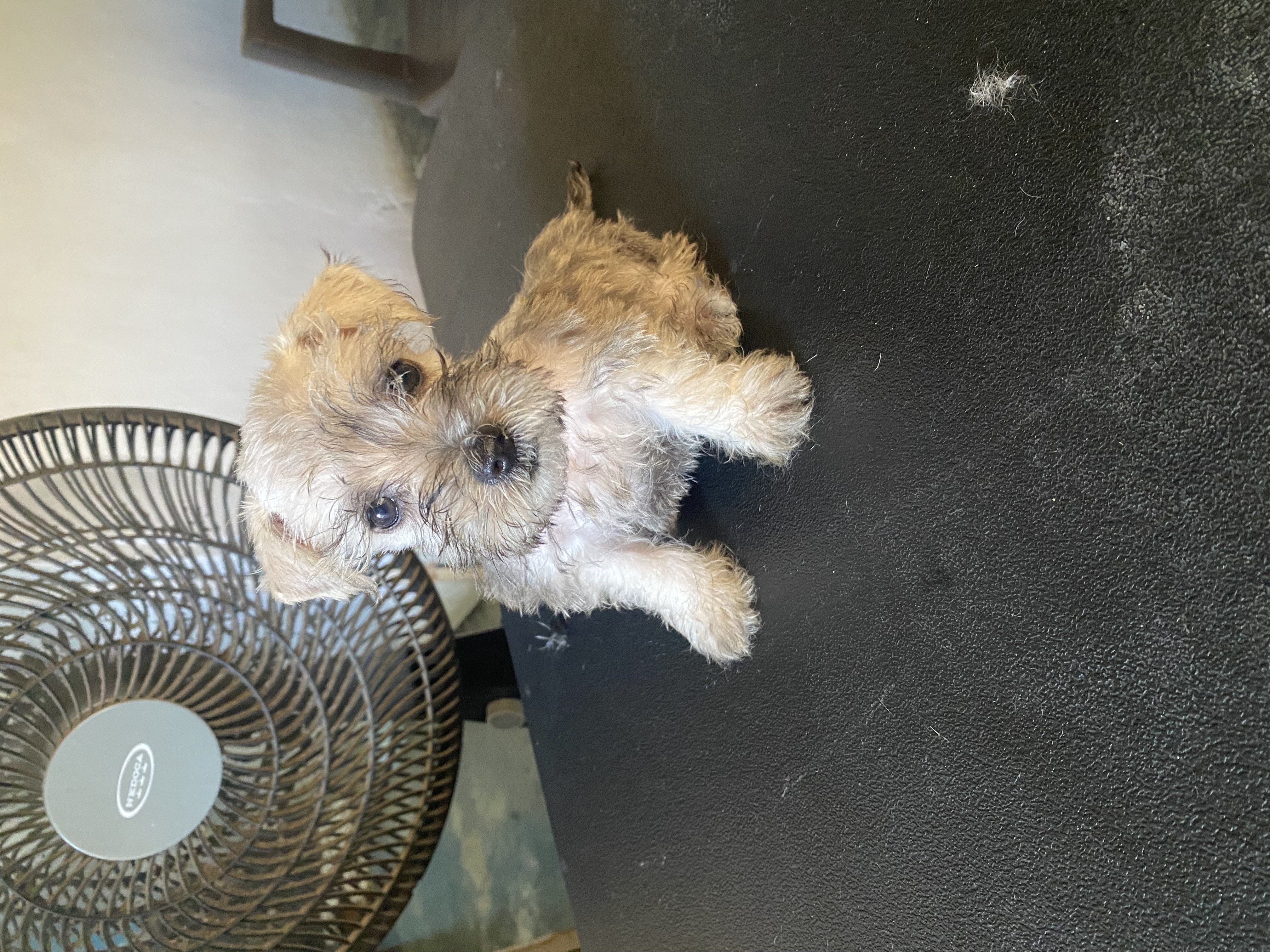 animales y mascotas - Schnauzer Miniatura (2 Meses)