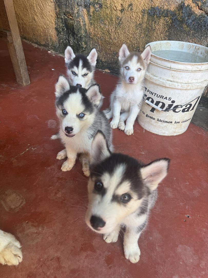 animales y mascotas - husky en ventas 3 meses de nacidos, vacunados 1