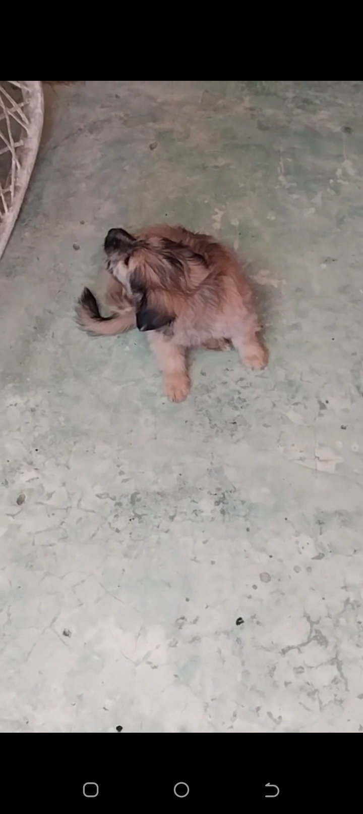 animales y mascotas - Cachorro peludo 4