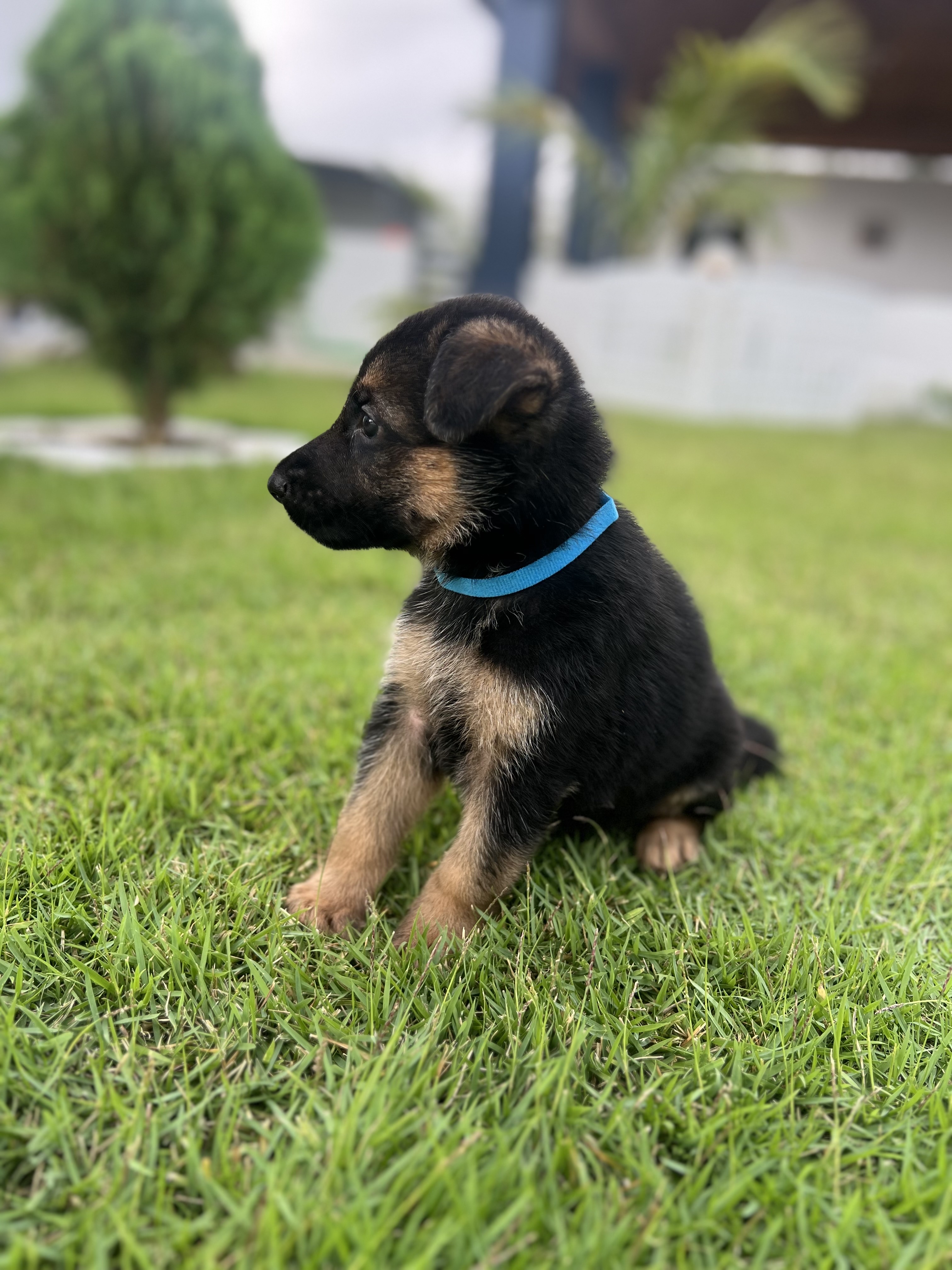 animales y mascotas - Pastor Alemán 