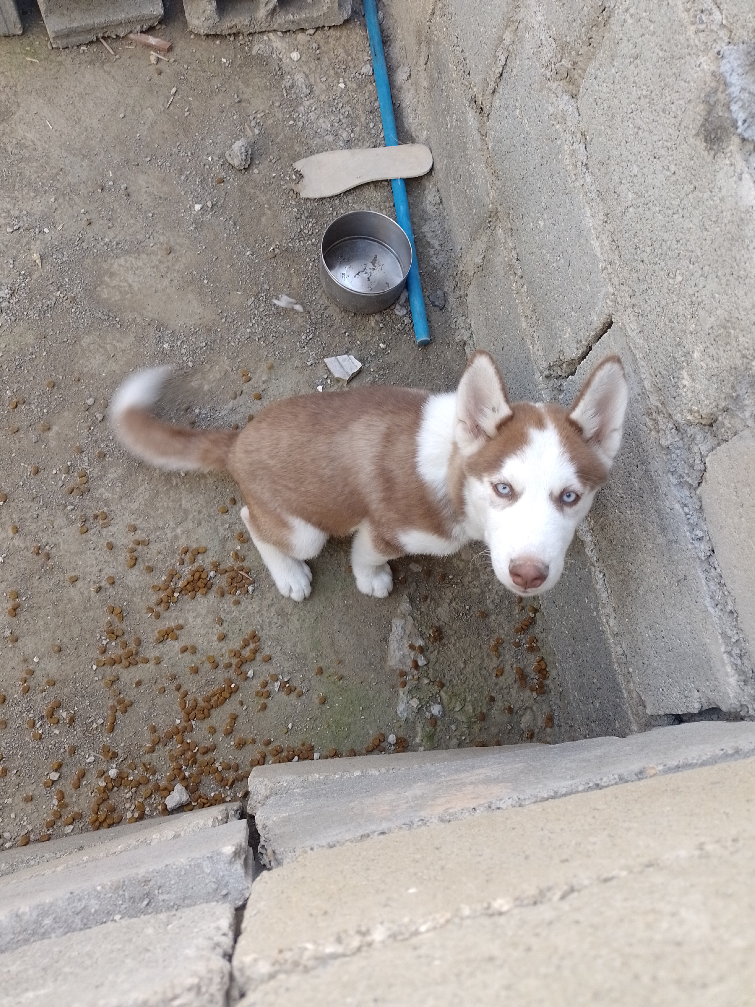 animales y mascotas - husky siberiano 