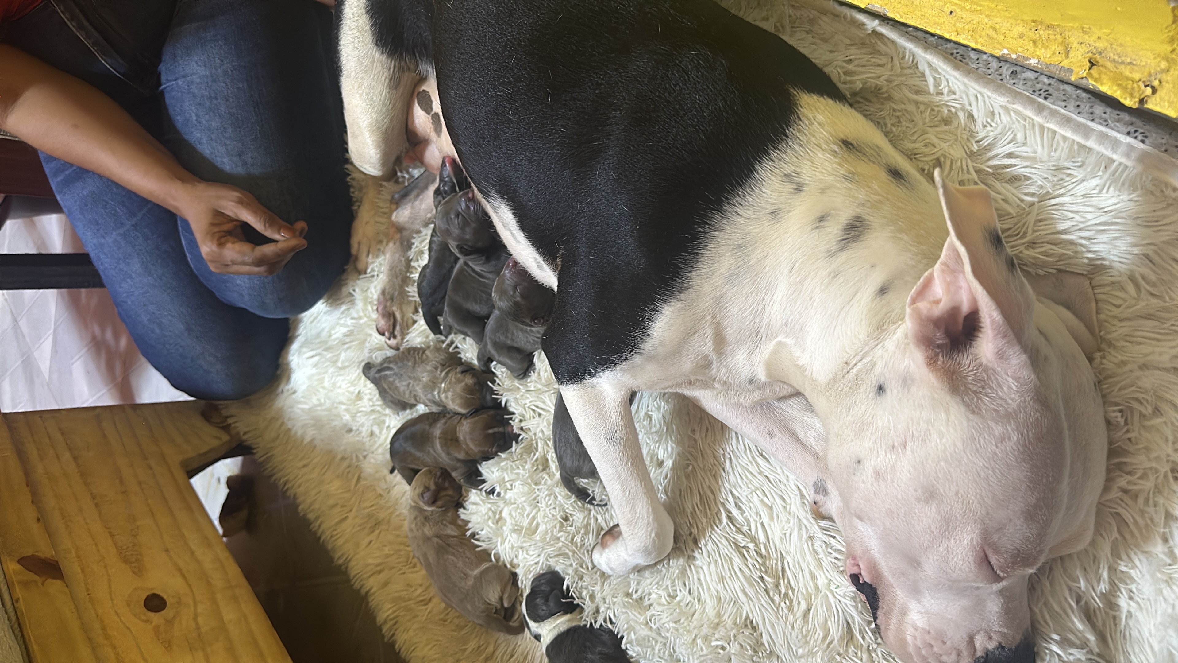 animales y mascotas - cama pitbull 1