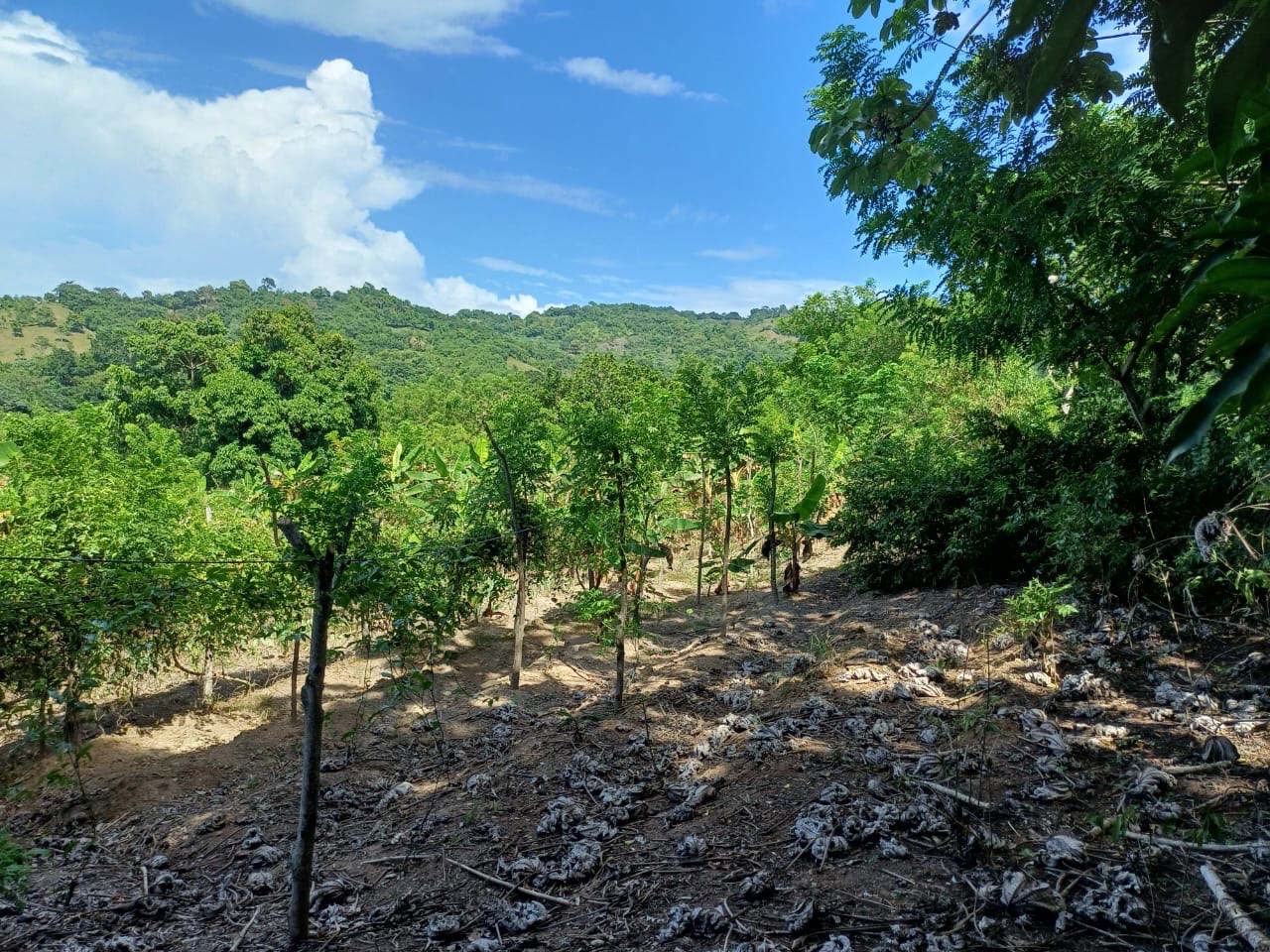 solares y terrenos - Venta de Finca en Gima, Fantino – Provincia Sánchez Ramírez 9