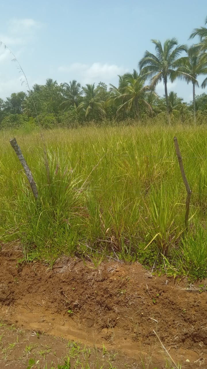 solares y terrenos - Finca en venta a 200mts de la Circunvalación  2
