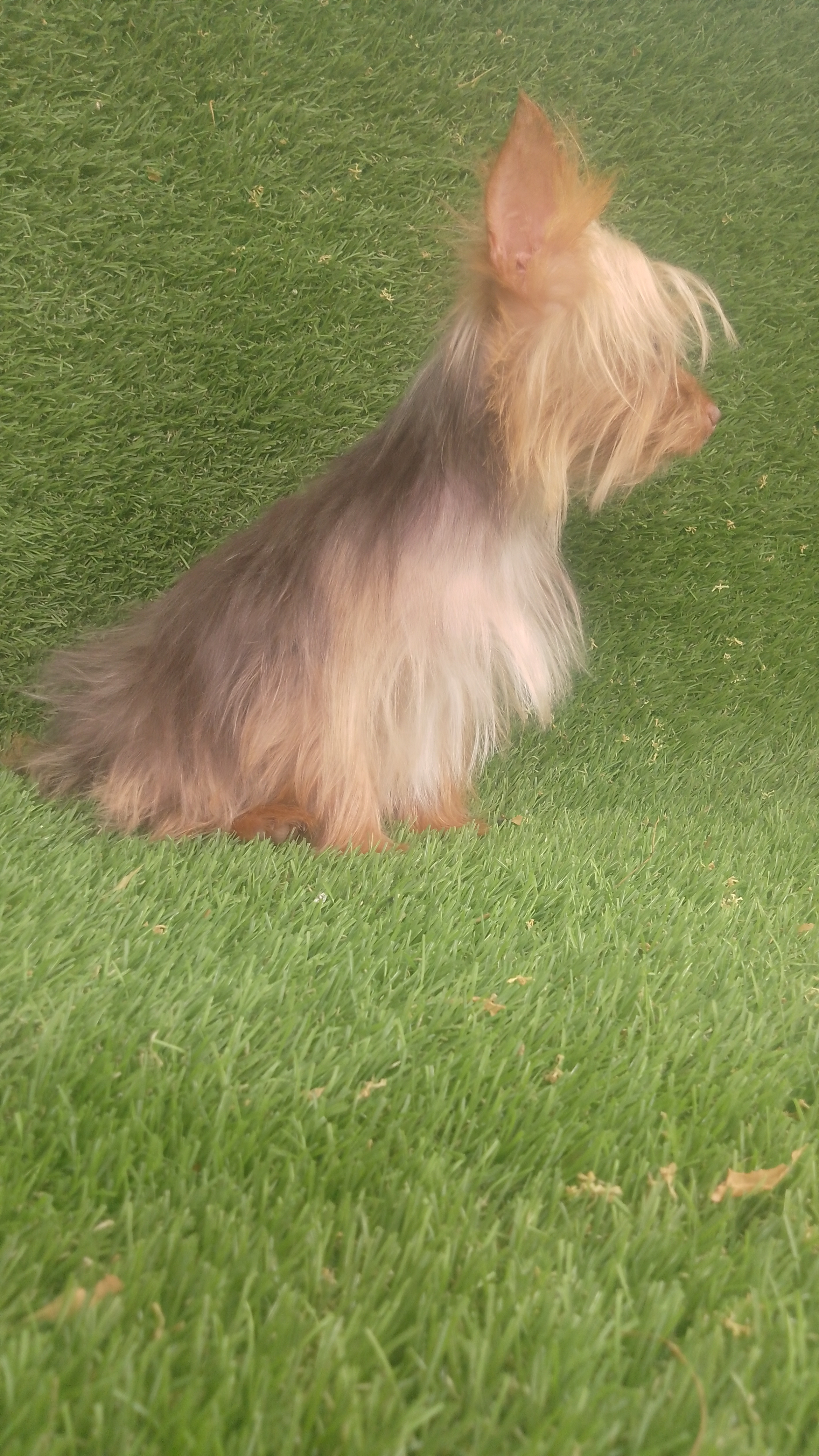 animales y mascotas - Yorkie mini hembra  0