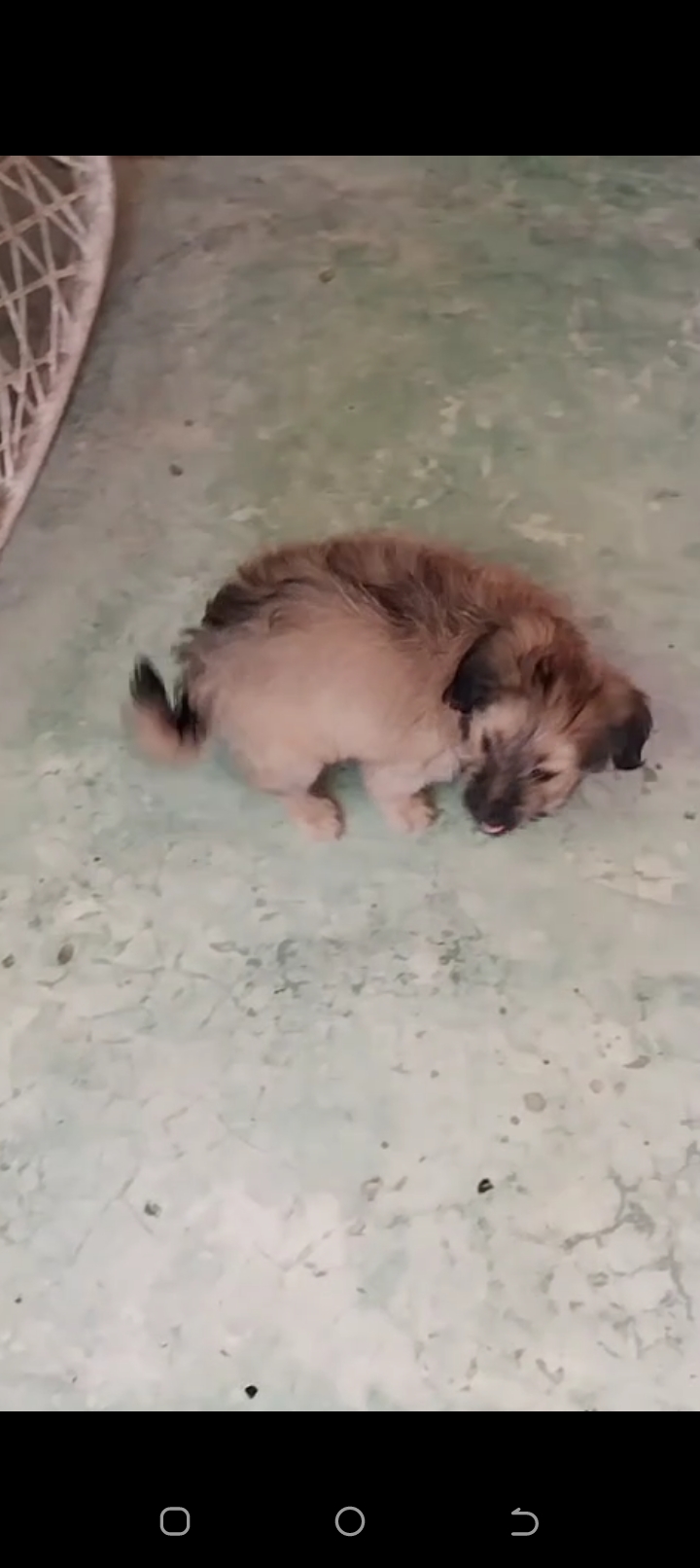 animales y mascotas - Cachorro peludo 5