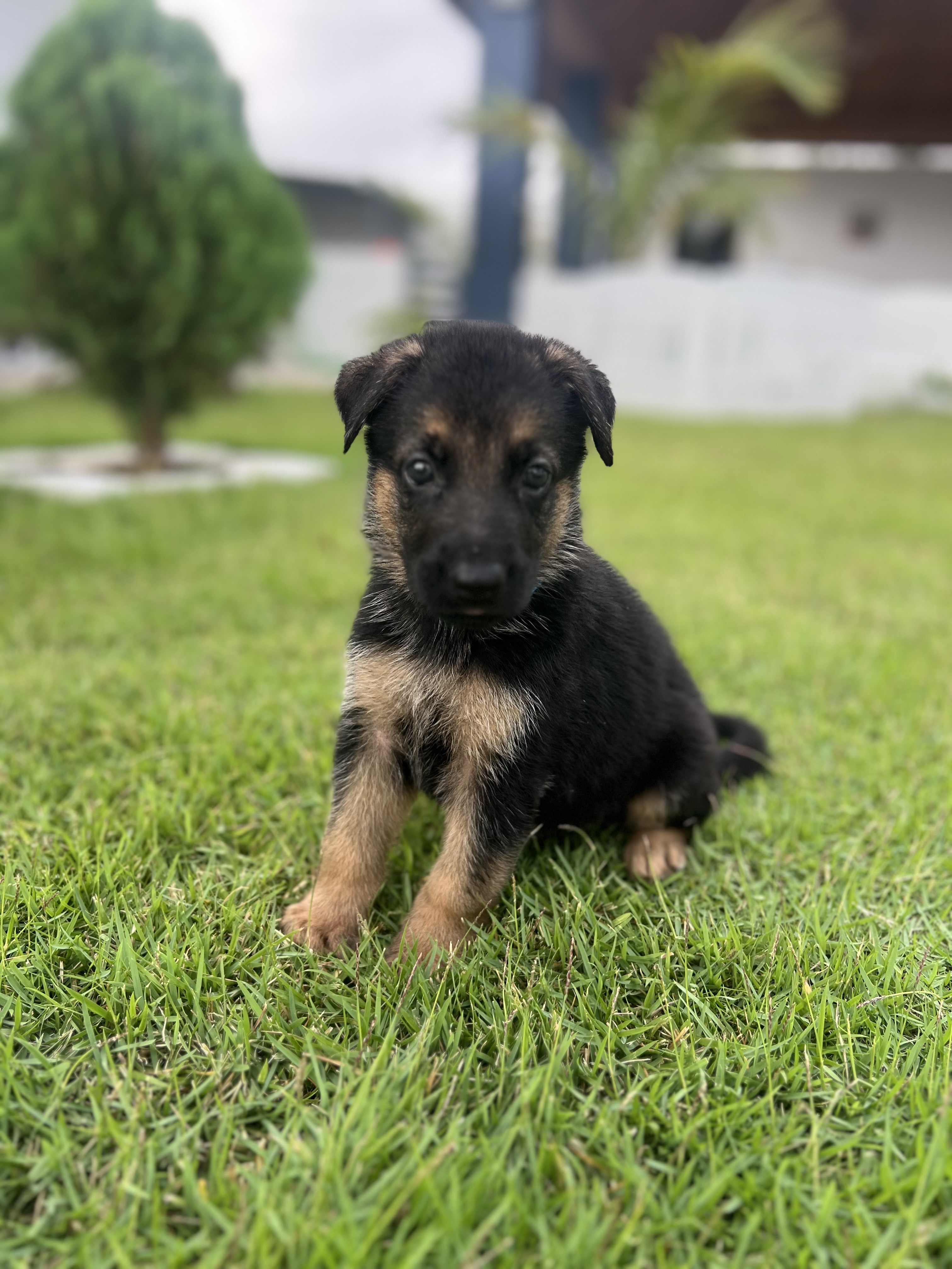 animales y mascotas - Pastor Alemán  1