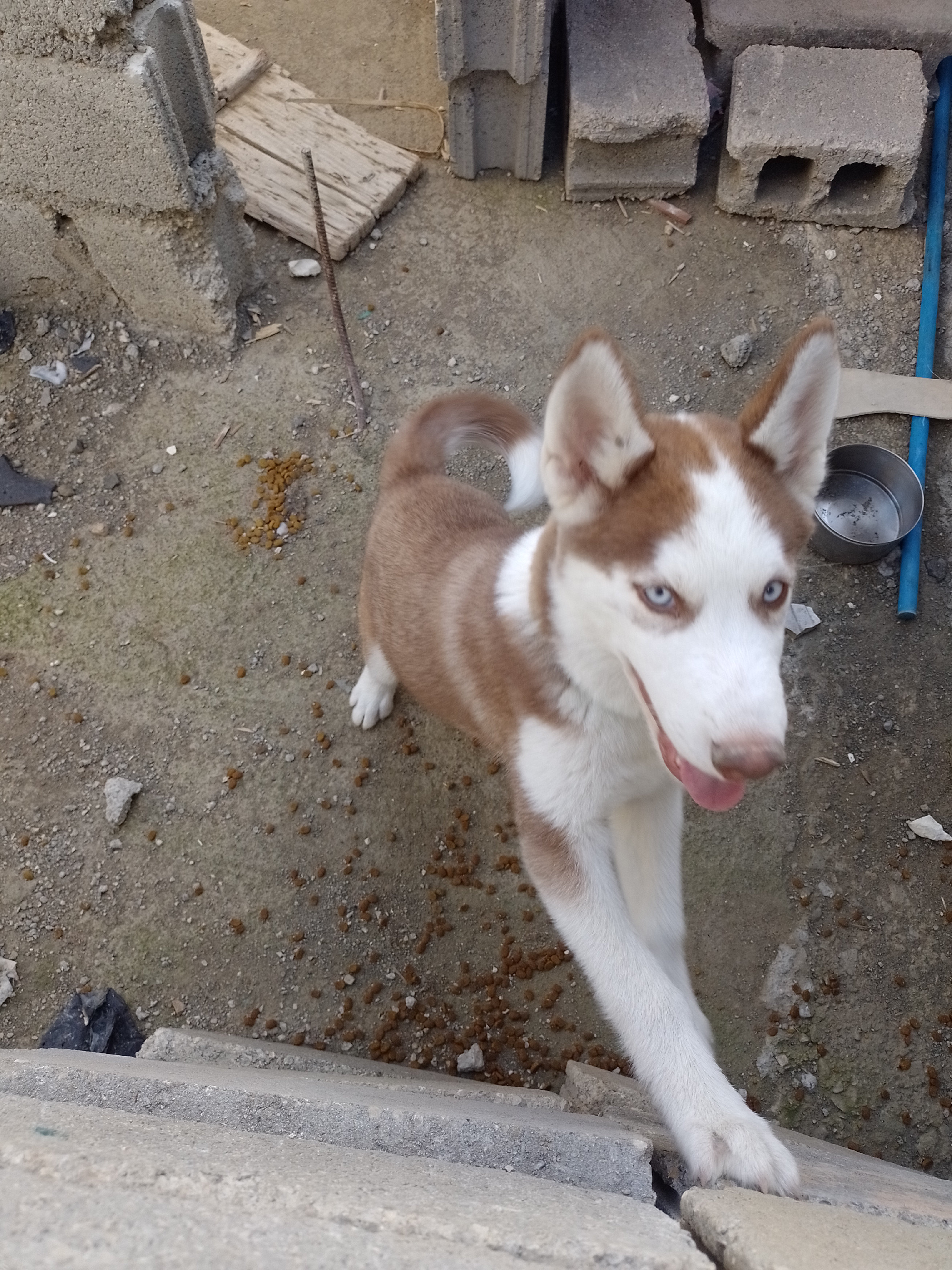 animales y mascotas - husky siberiano  1