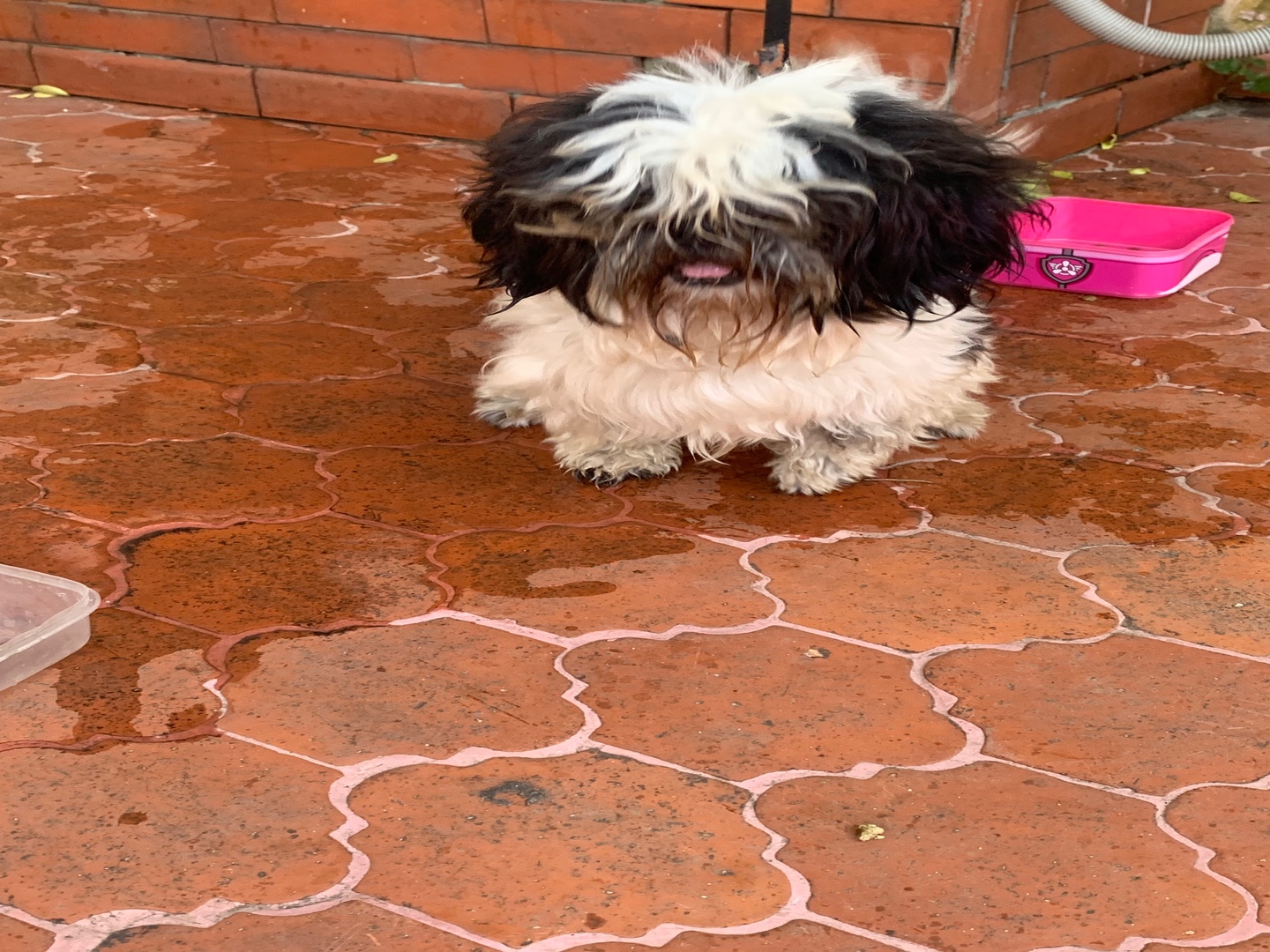 animales y mascotas - Perra shih tzu hembra  2