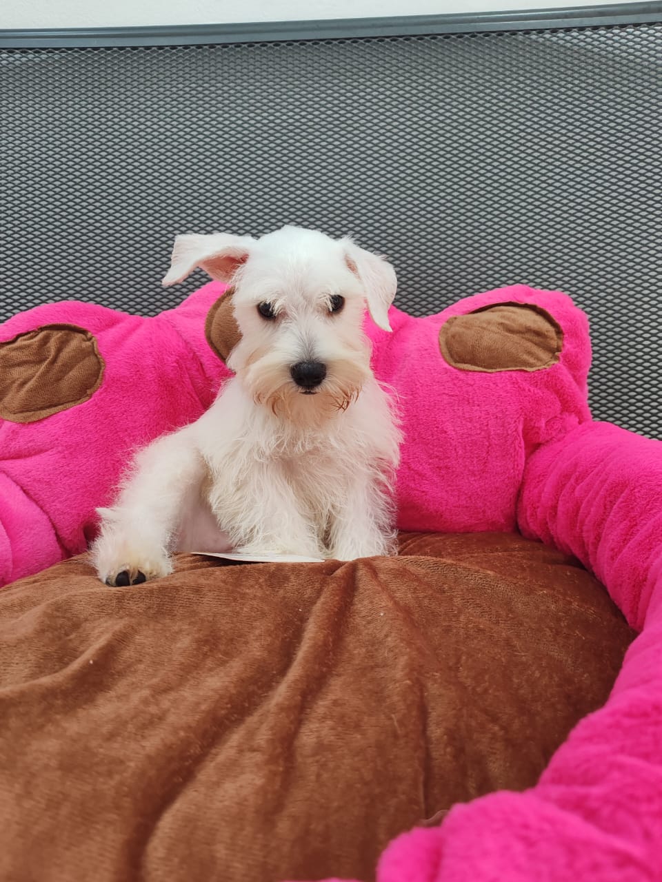 animales y mascotas - PRECIOSA CACHORRA SCHNAUZER BLANCA 1