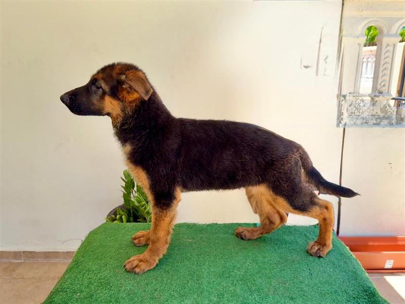 animales y mascotas - Se venden cachorras de Pastor Alemán 0