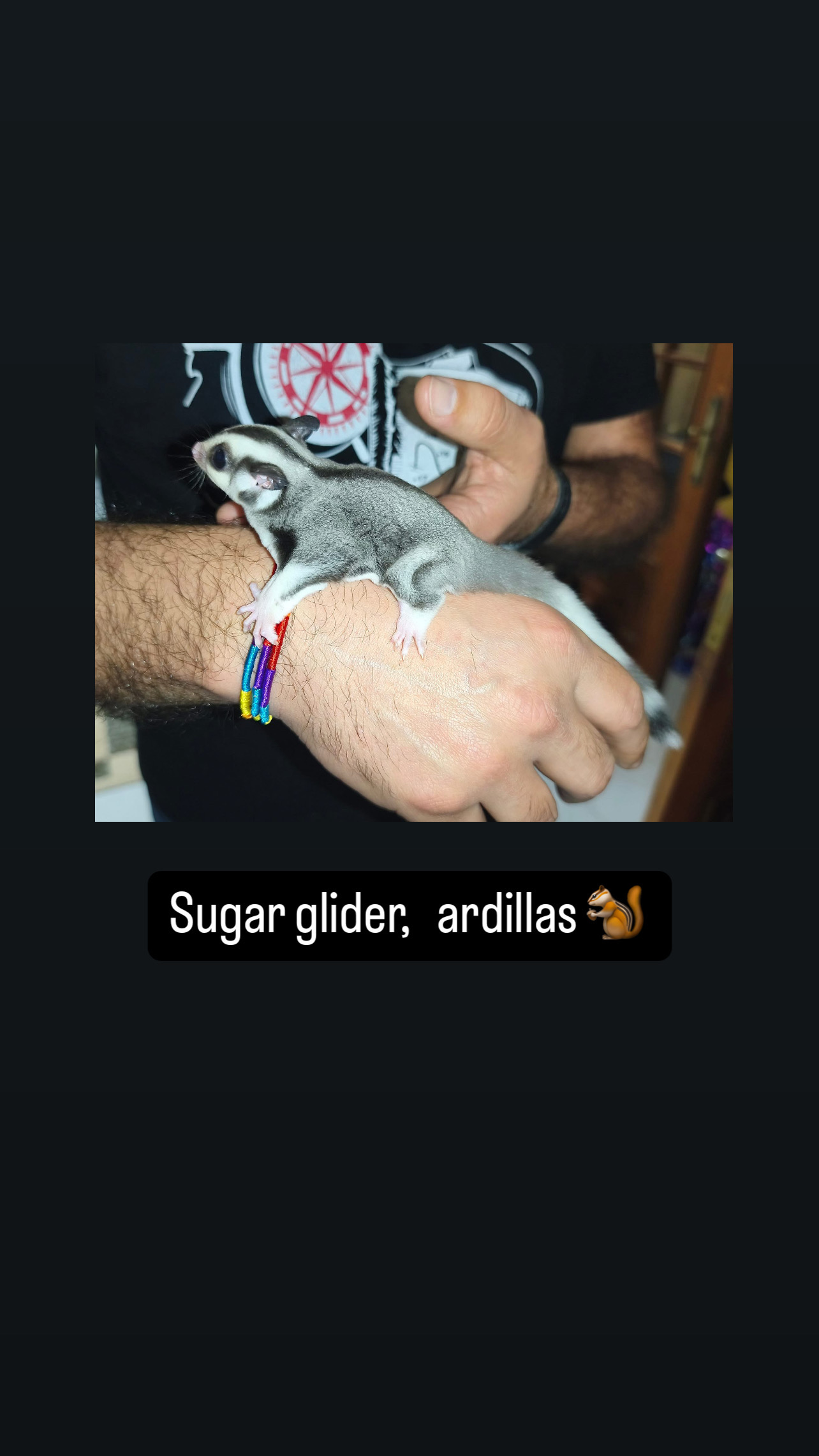 animales y mascotas - petauro de el azúcar , sugar glider 🐿️ 2