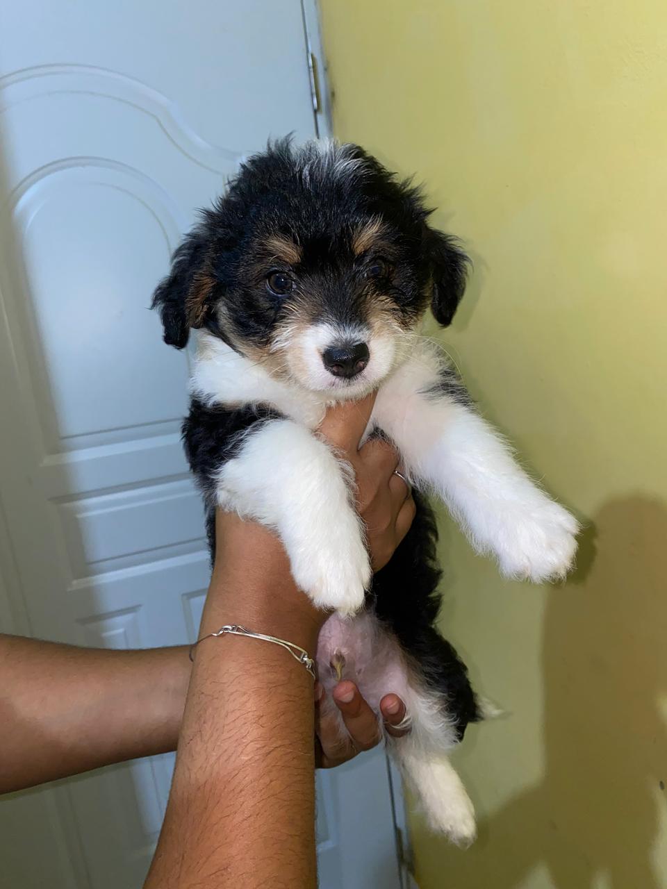 animales y mascotas - Mini Poodle con Shipoo 2