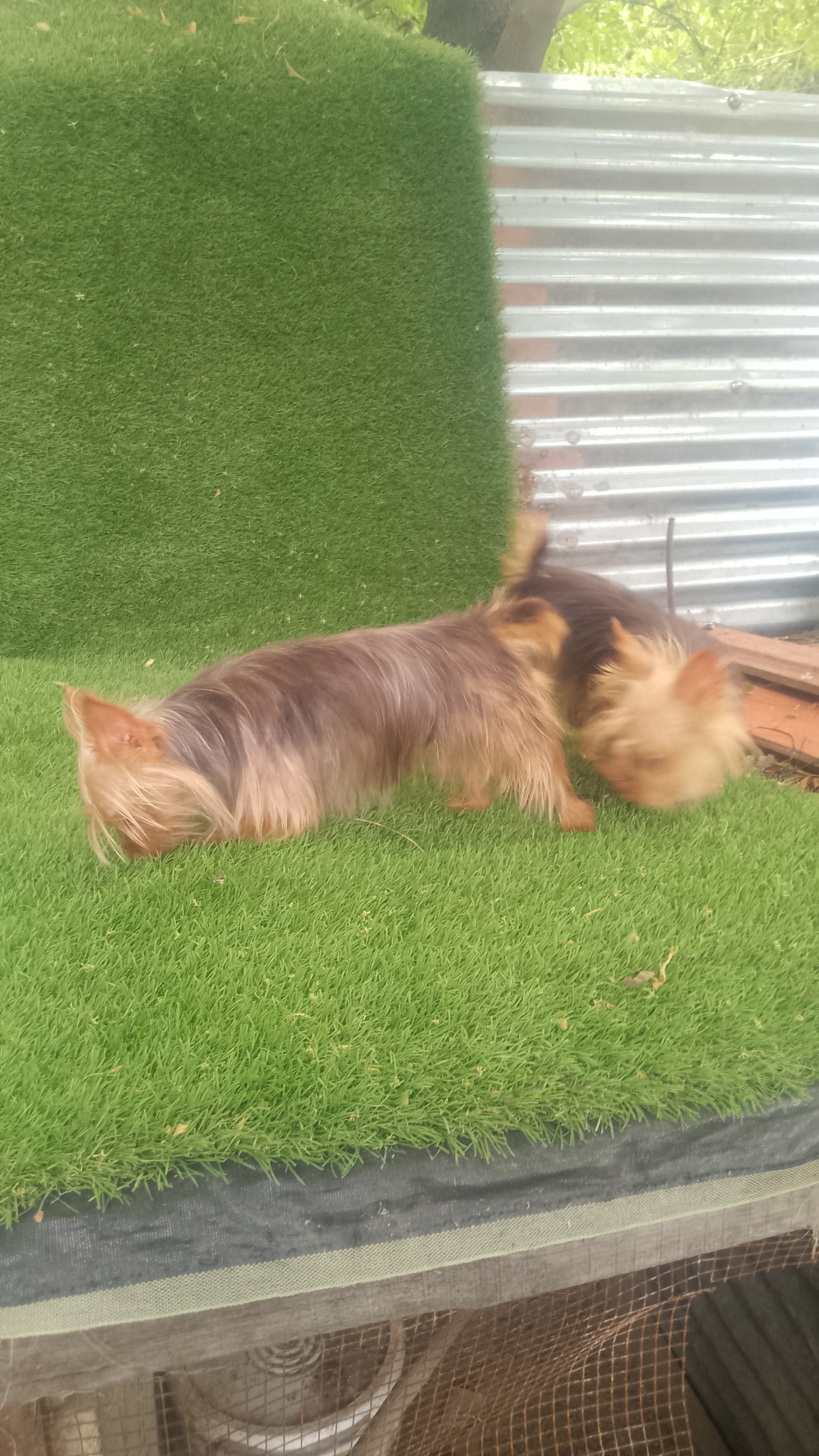 animales y mascotas - Yorkie mini hembra  1