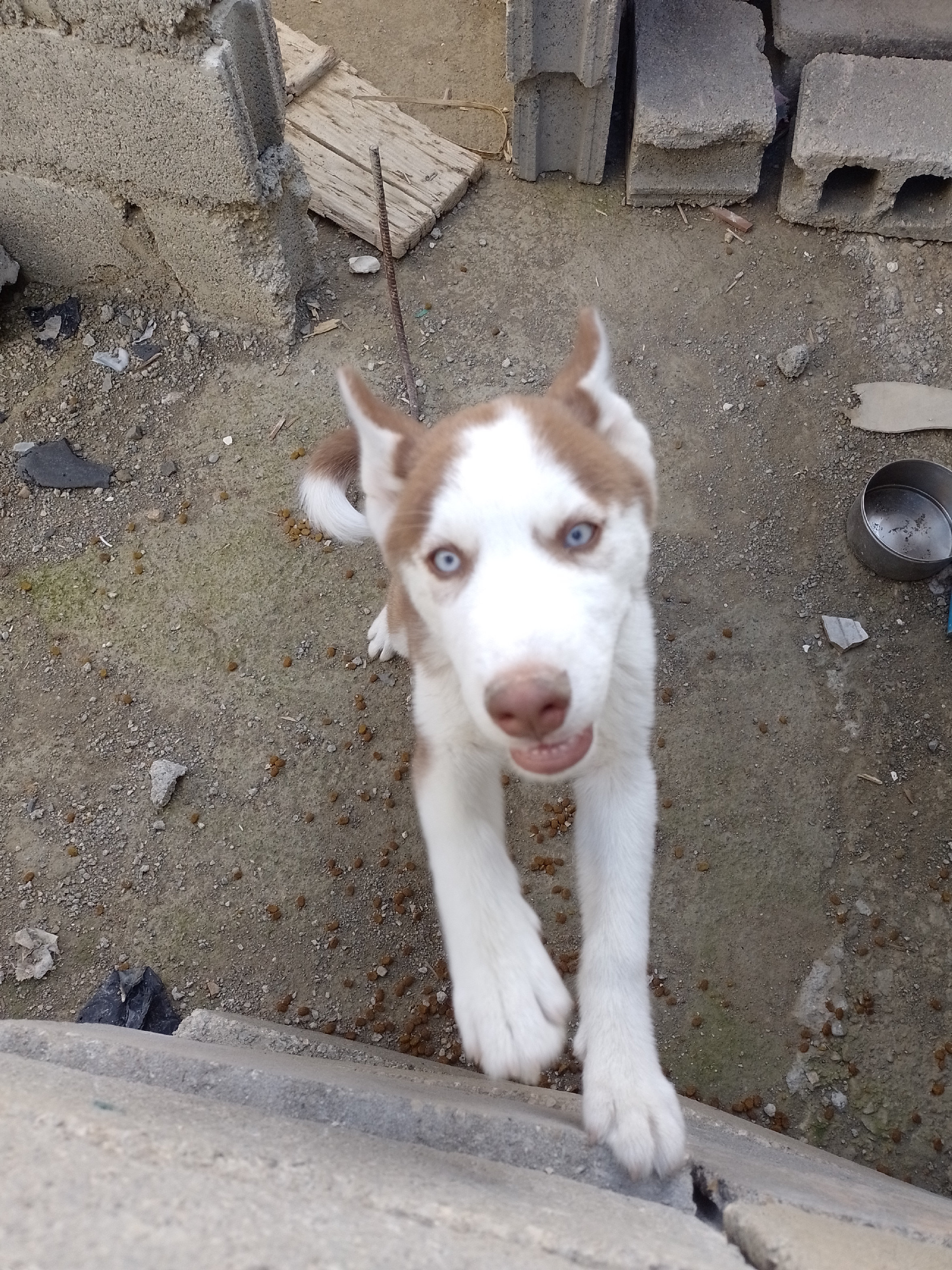 animales y mascotas - husky siberiano  2