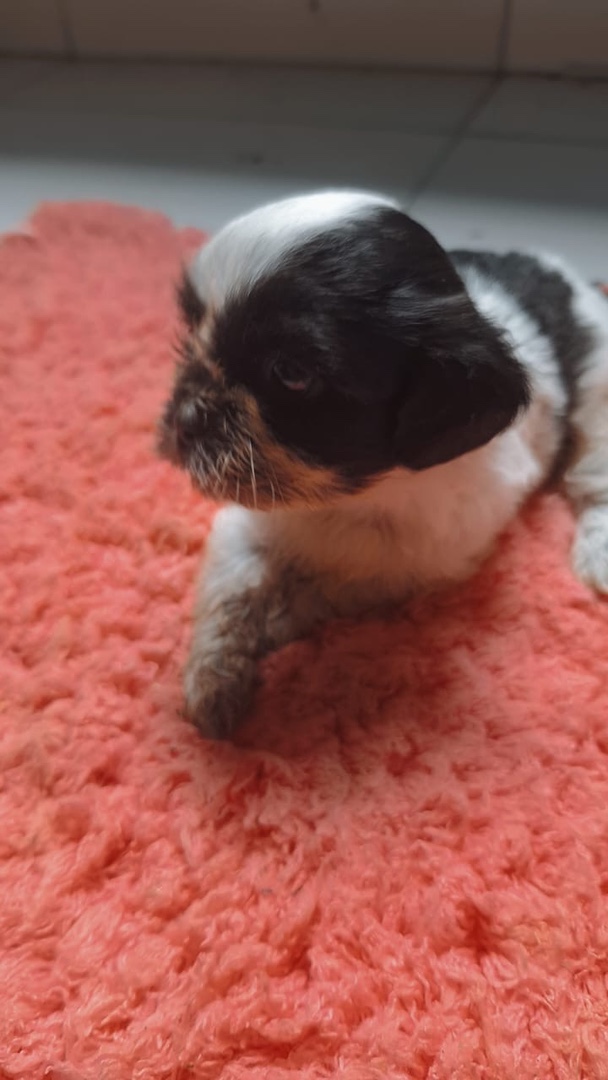 animales y mascotas - Perra shih tzu hembra 
