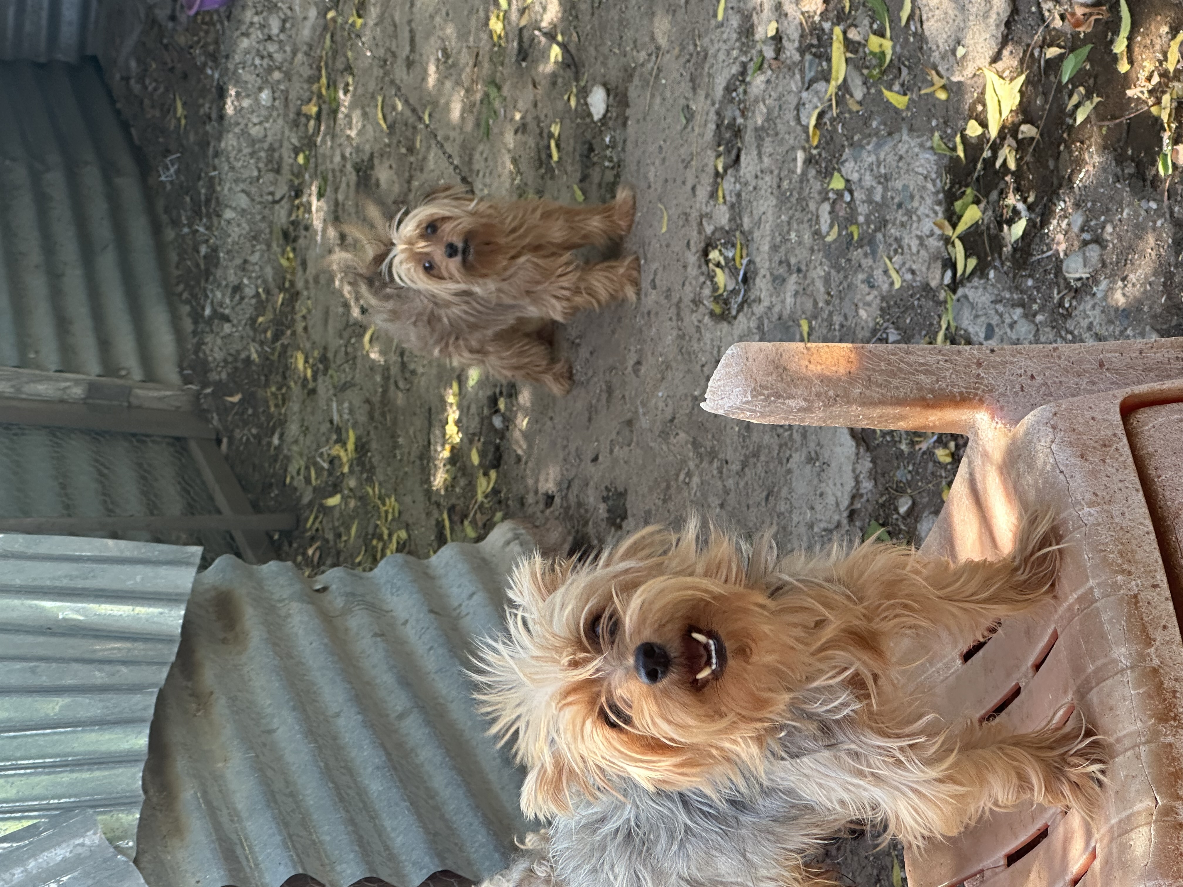 animales y mascotas - Yorkipoo negociables hago envio 5