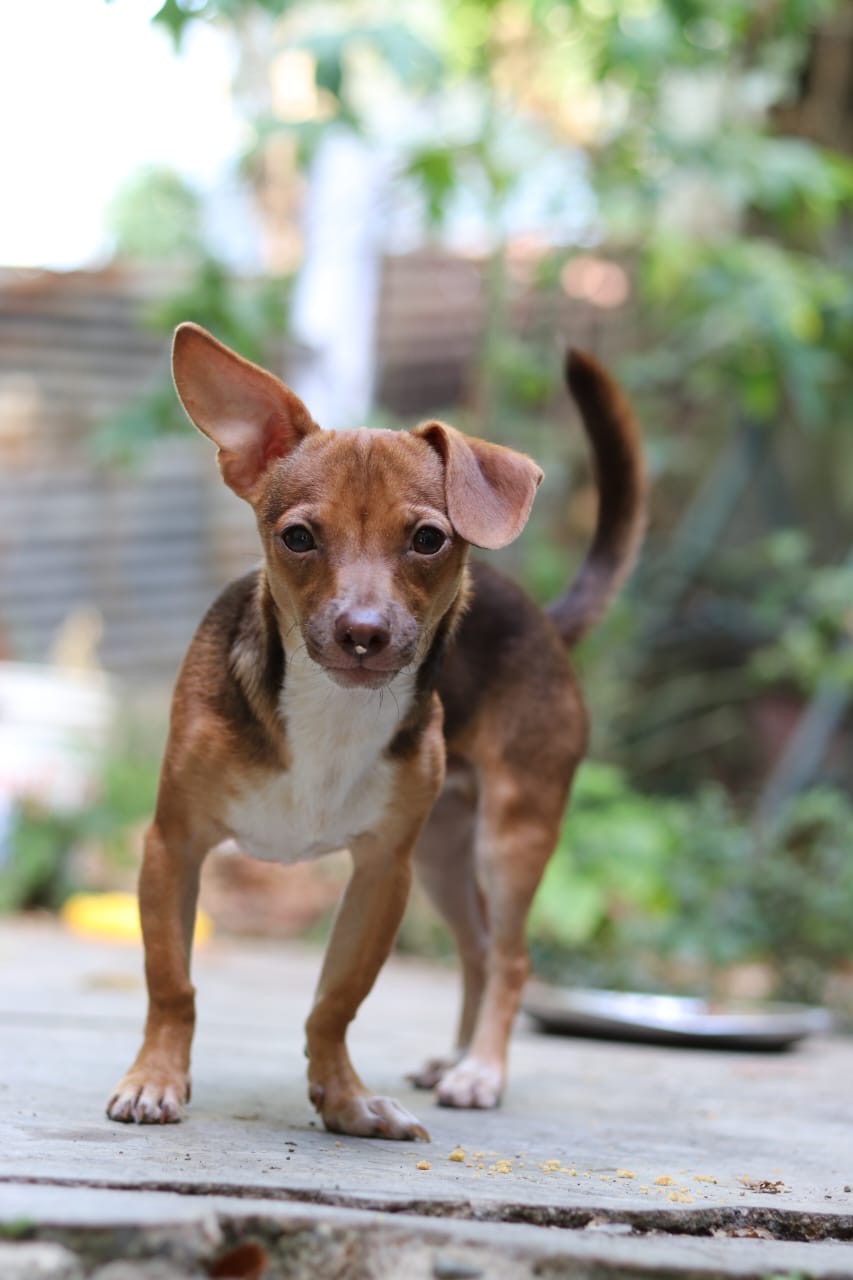animales y mascotas - Chihuahua cabeza de venado varon, en adopcion 0