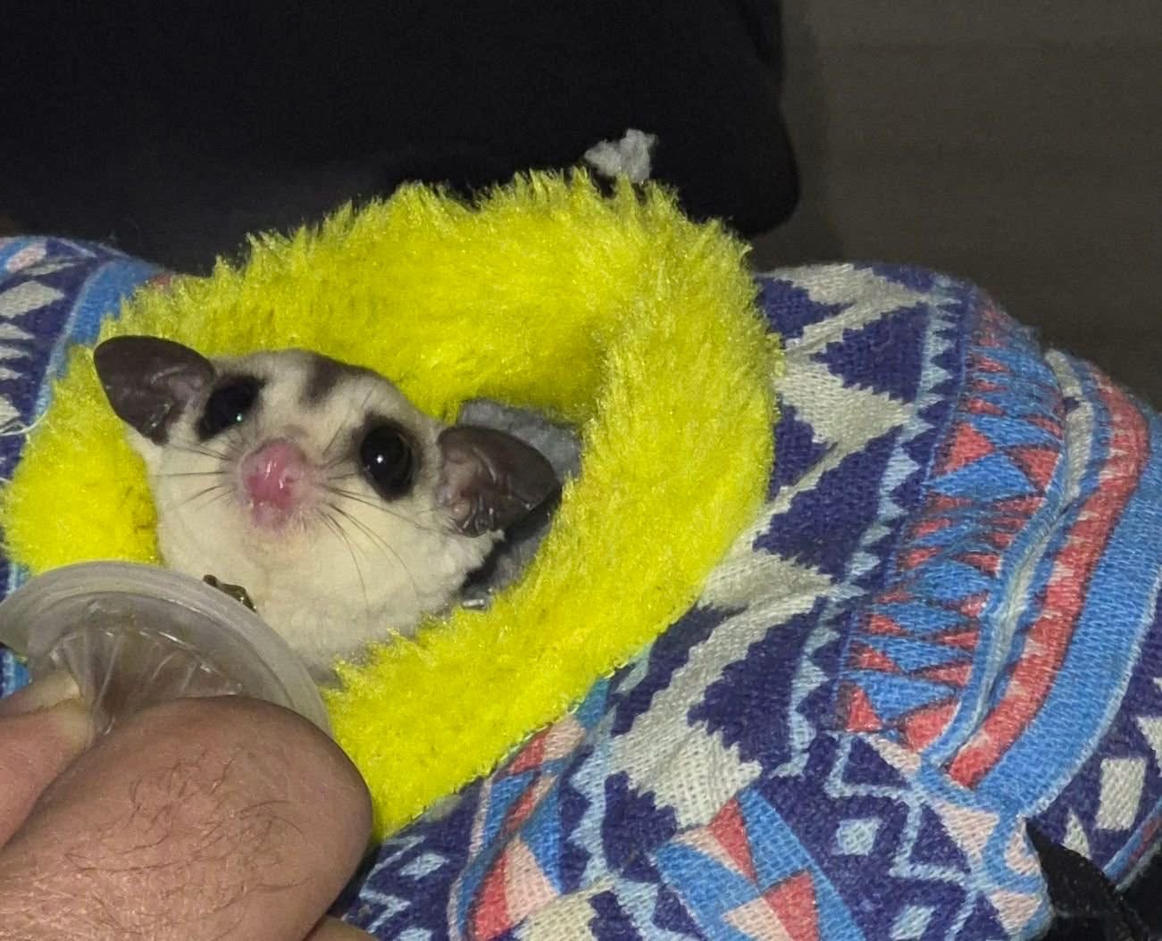 animales y mascotas - petauro de el azúcar , sugar glider 🐿️