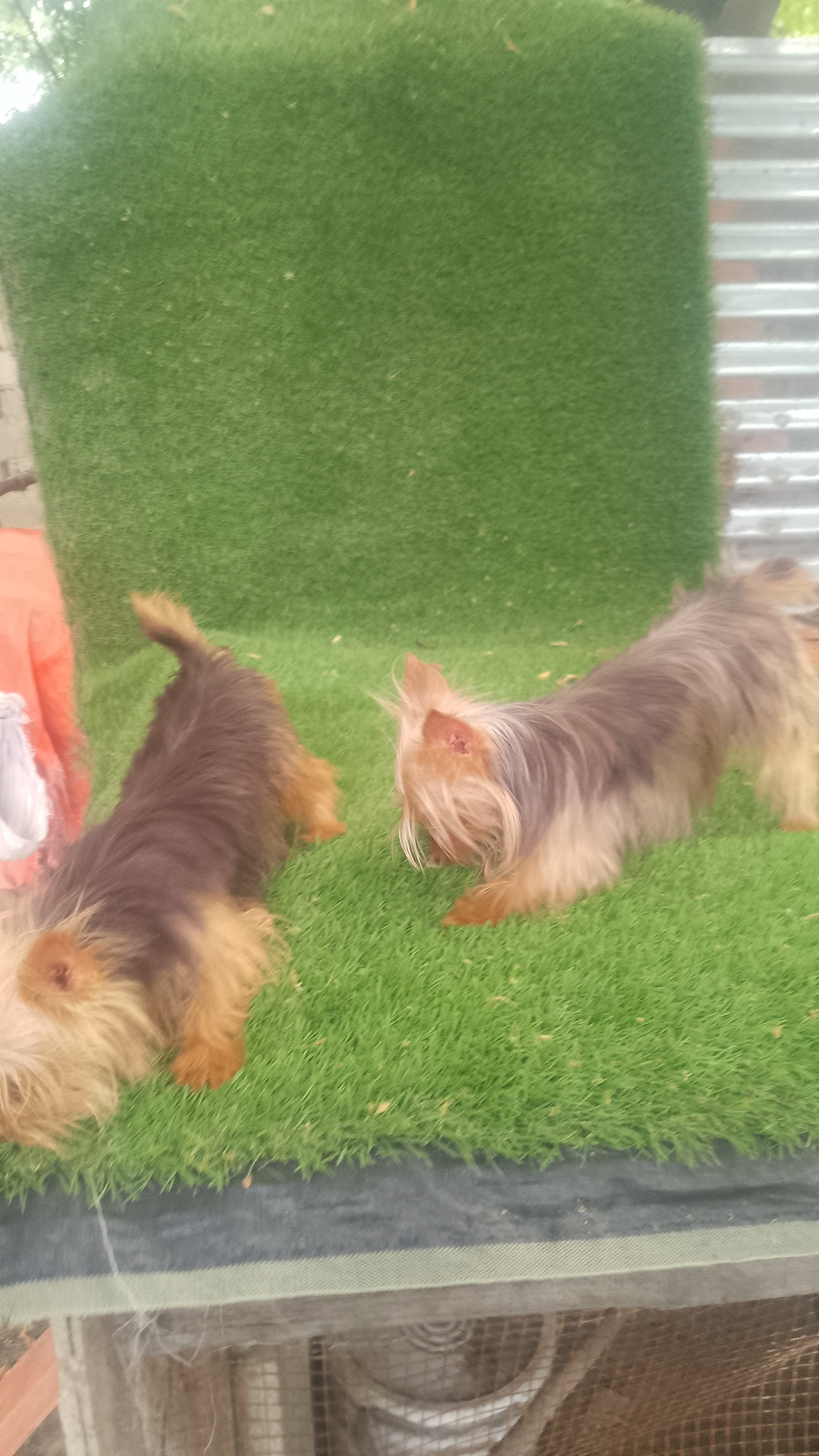 animales y mascotas - Yorkie mini hembra  2