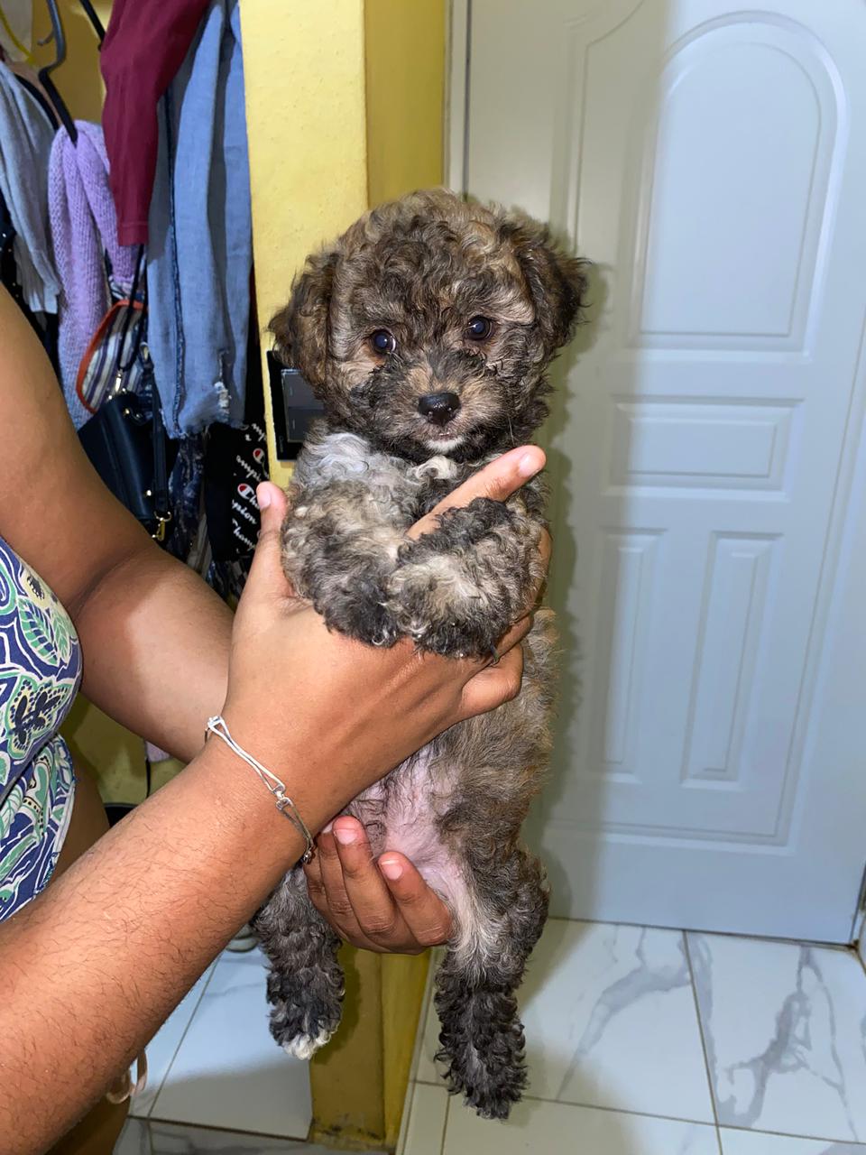 animales y mascotas - Mini Poodle con Shipoo 0