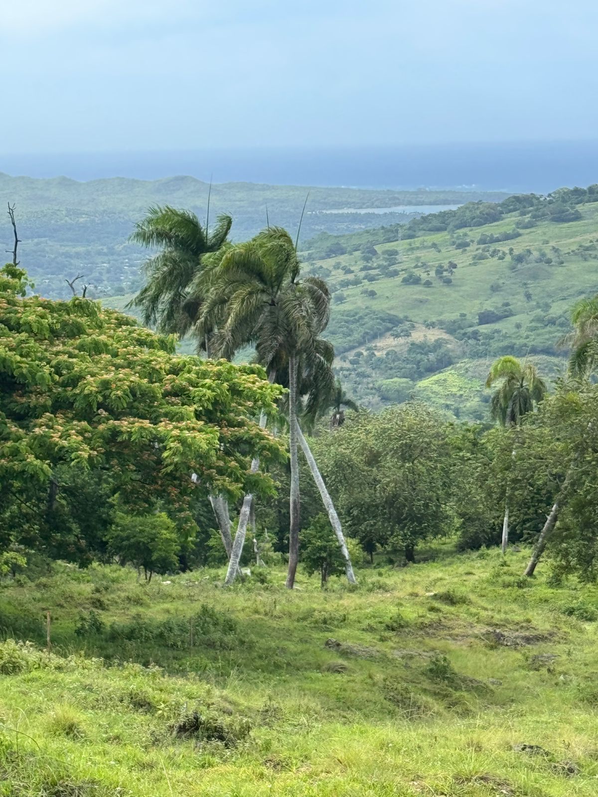 solares y terrenos - 🌿 Tropical Breeze Cupey – Proyecto Ecológico de 5