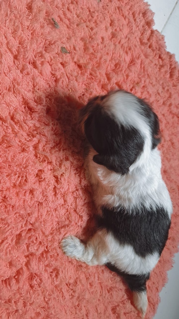 animales y mascotas - Perra shih tzu hembra  1