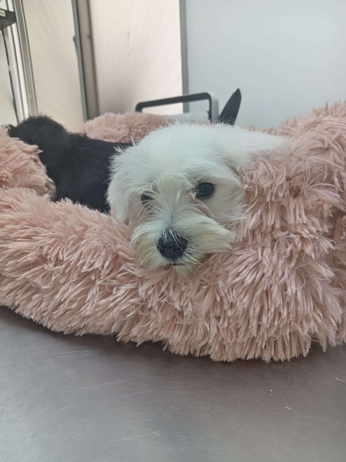 animales y mascotas - PRECIOSA CACHORRA SCHNAUZER BLANCA 0