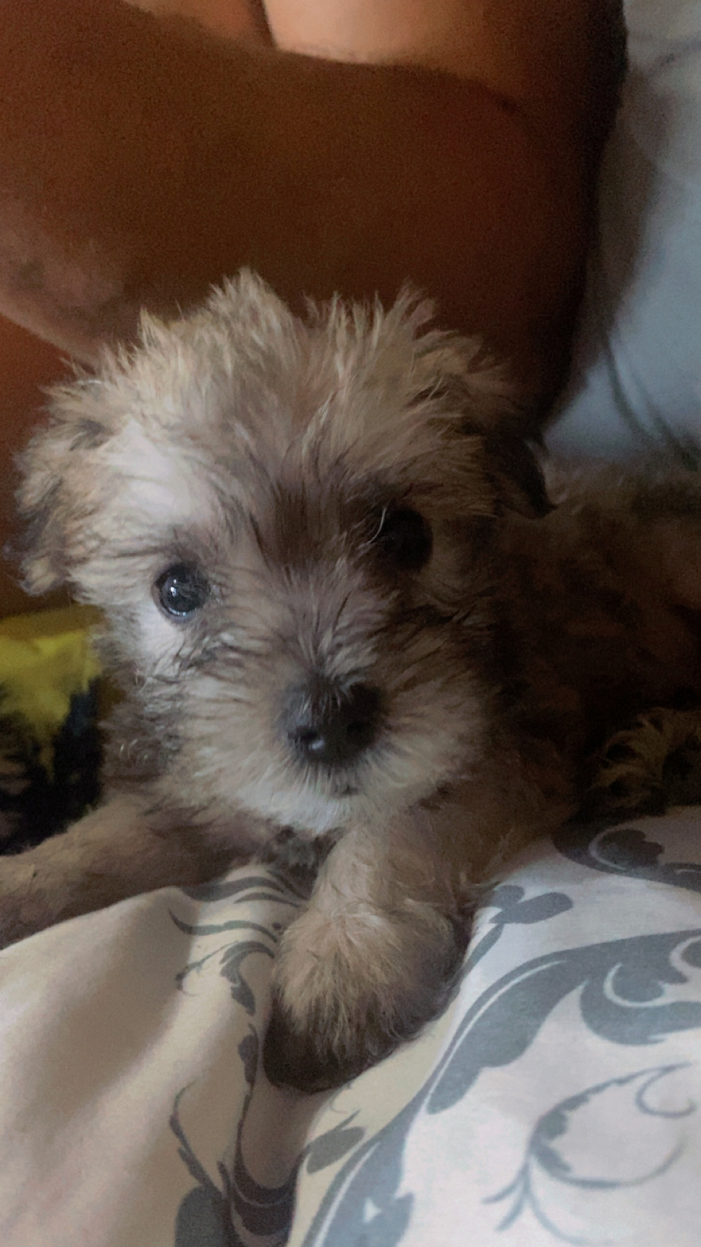 animales y mascotas - Schnauzer Miniatura (2 Meses) 1