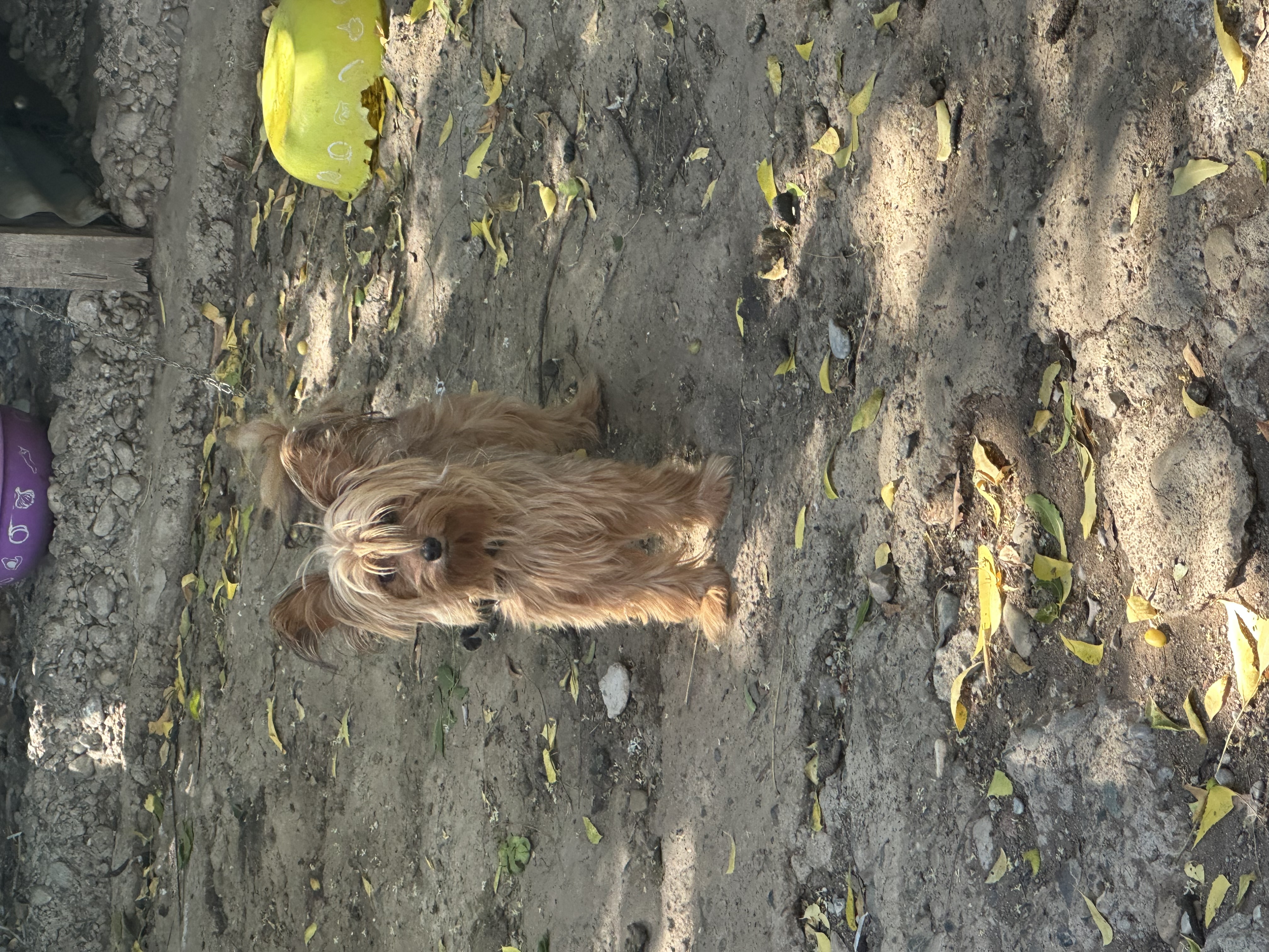 animales y mascotas - Yorkipoo negociables hago envio 6