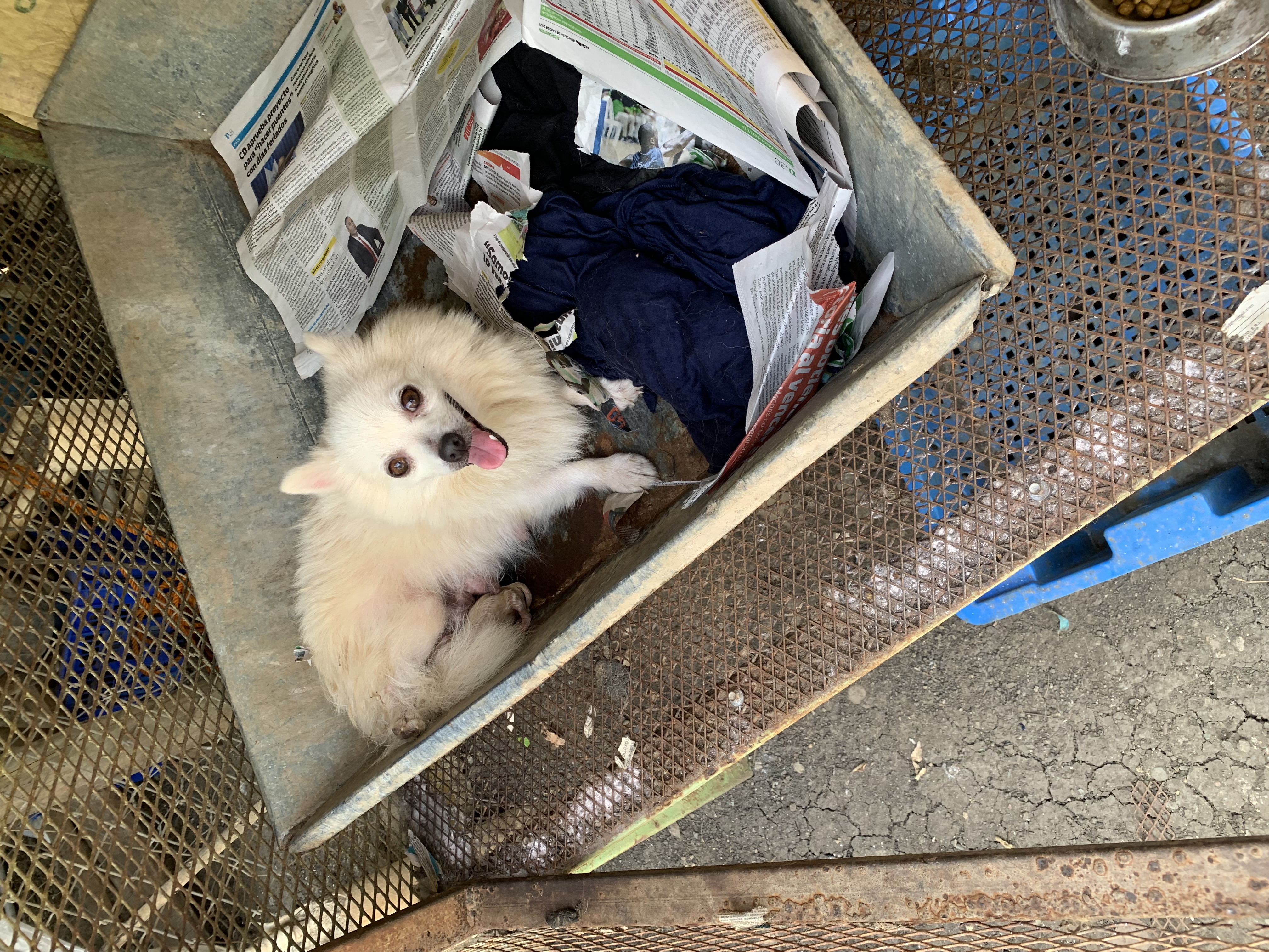 animales y mascotas - Pomerania cachorro  0