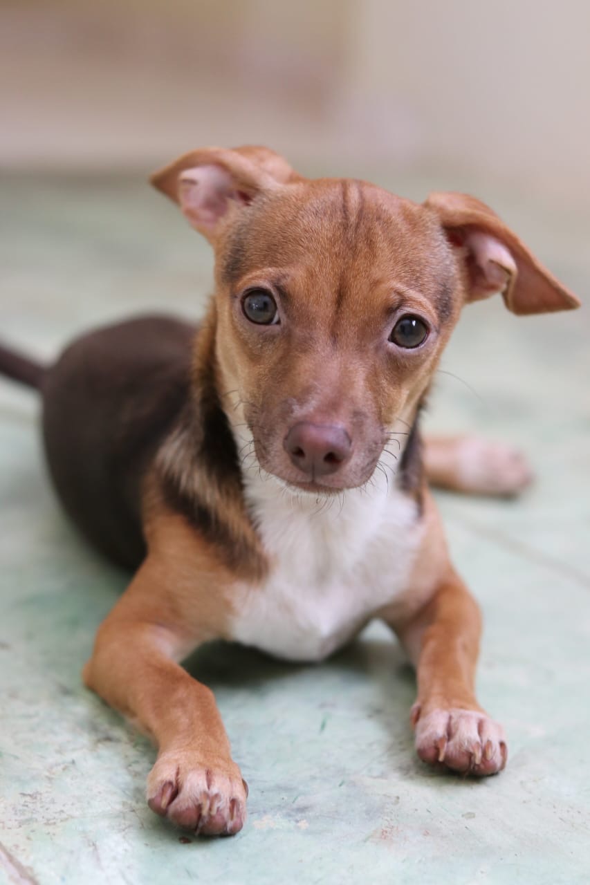 animales y mascotas - Chihuahua cabeza de venado varon, en adopcion 1