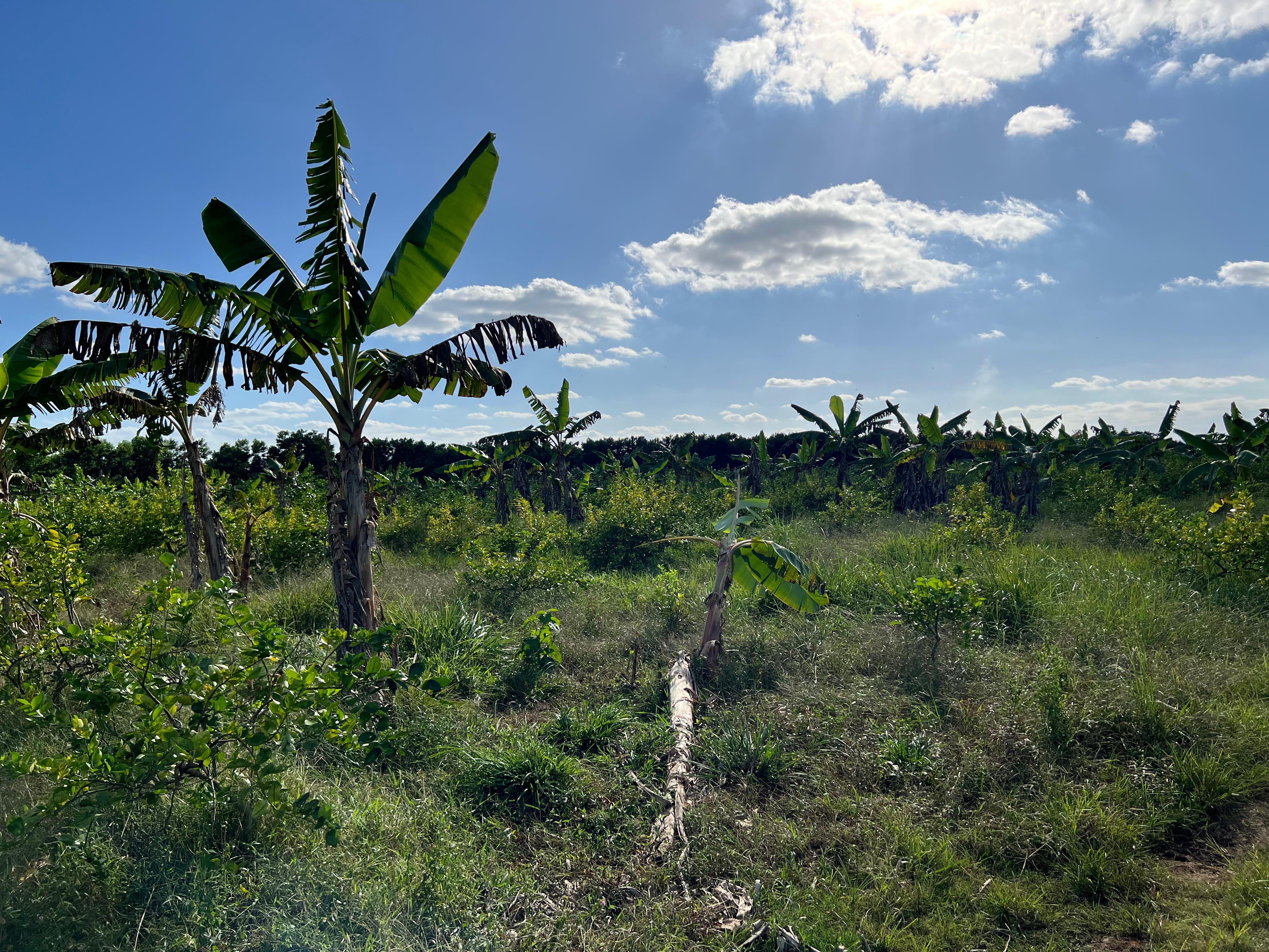 solares y terrenos - Finca GANADERA – AGRICOLA, de 386 tareas, con la major Ubicacion de Monte Plata 8